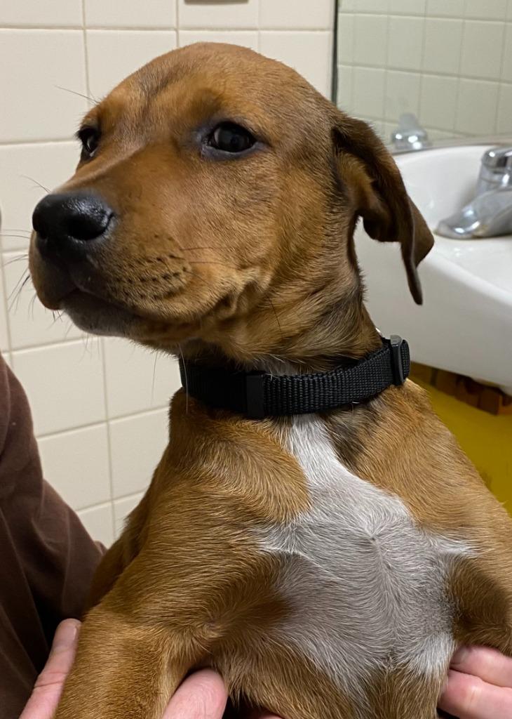 Enlarge Trixie, a Adoptable mixed breed in Saint Clairsville, OH image 2/2