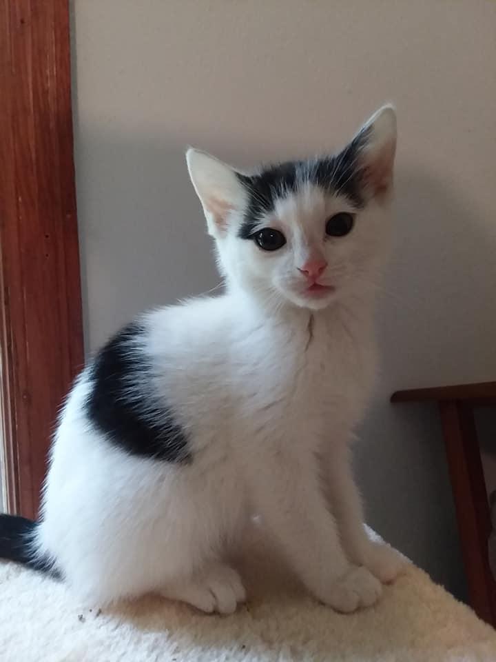 *Trudy, a Adopted Domestic Short Hair in Forest, VA image 1/3