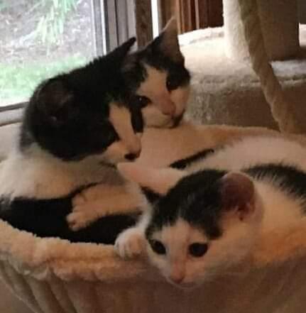 *Trudy, a Adopted Domestic Short Hair in Forest, VA image 2/3