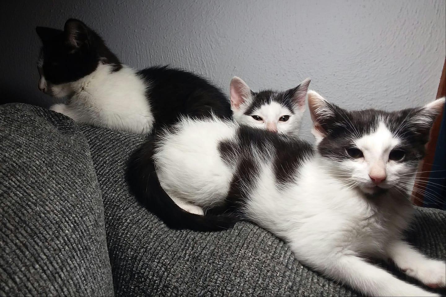 *Trudy, a Adopted Domestic Short Hair in Forest, VA image 3/3