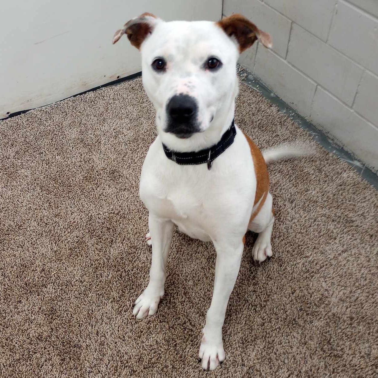 Dog for adoption Karleigh, a Mixed Breed in Youngstown, OH Petfinder