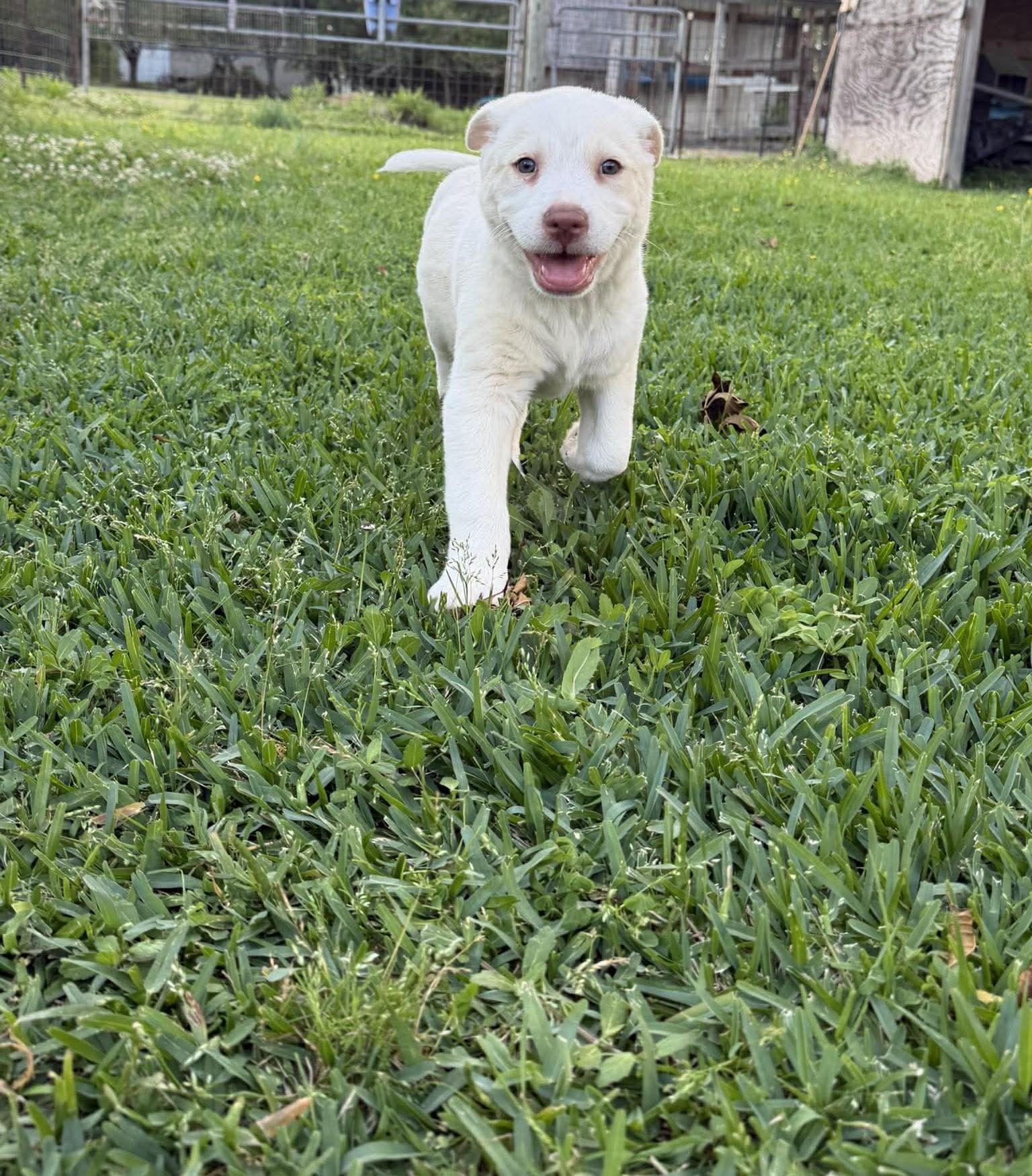 Enlarge Montana, an adopted mixed breed in Blaine, WA image 4/5