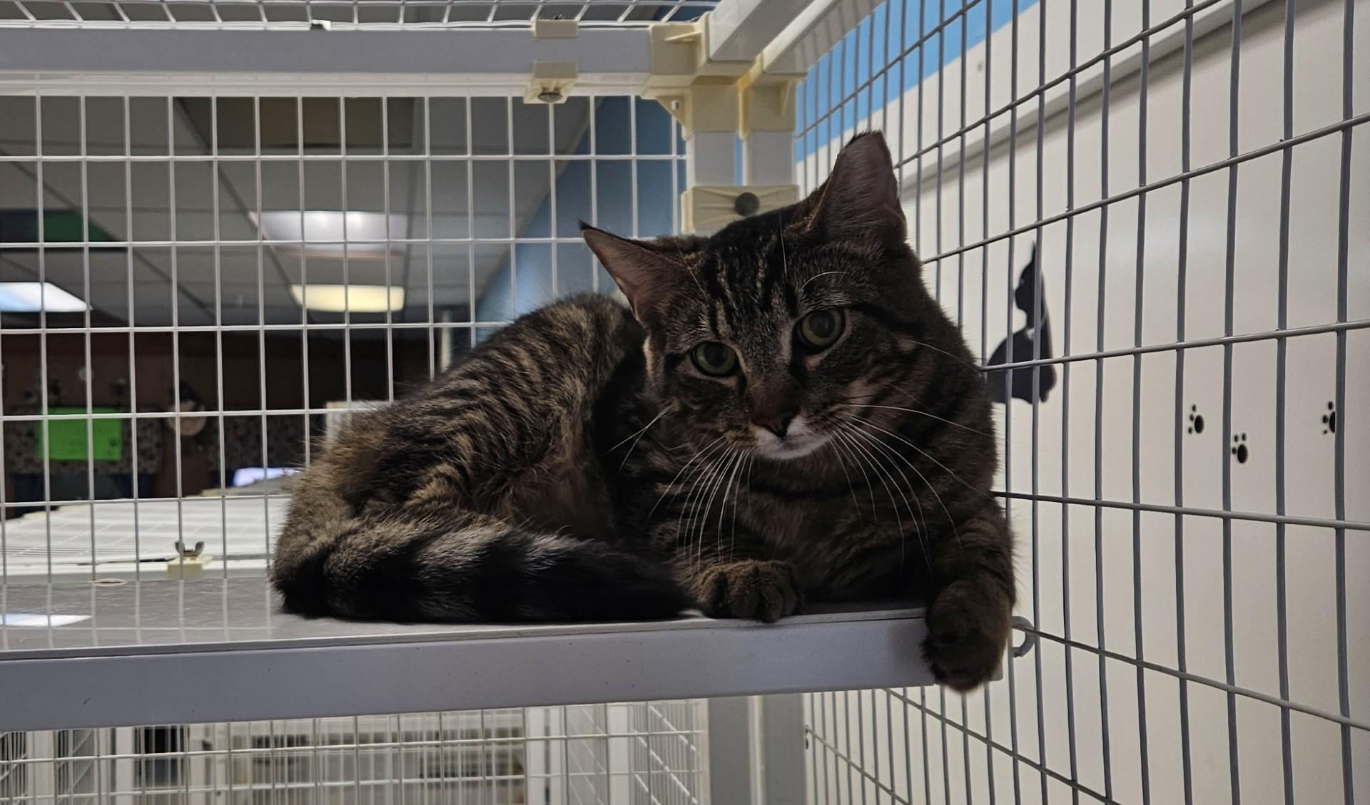 Enlarge Keaton, a ADOPTABLE Domestic Short Hair in Claremont, NH image 1/1