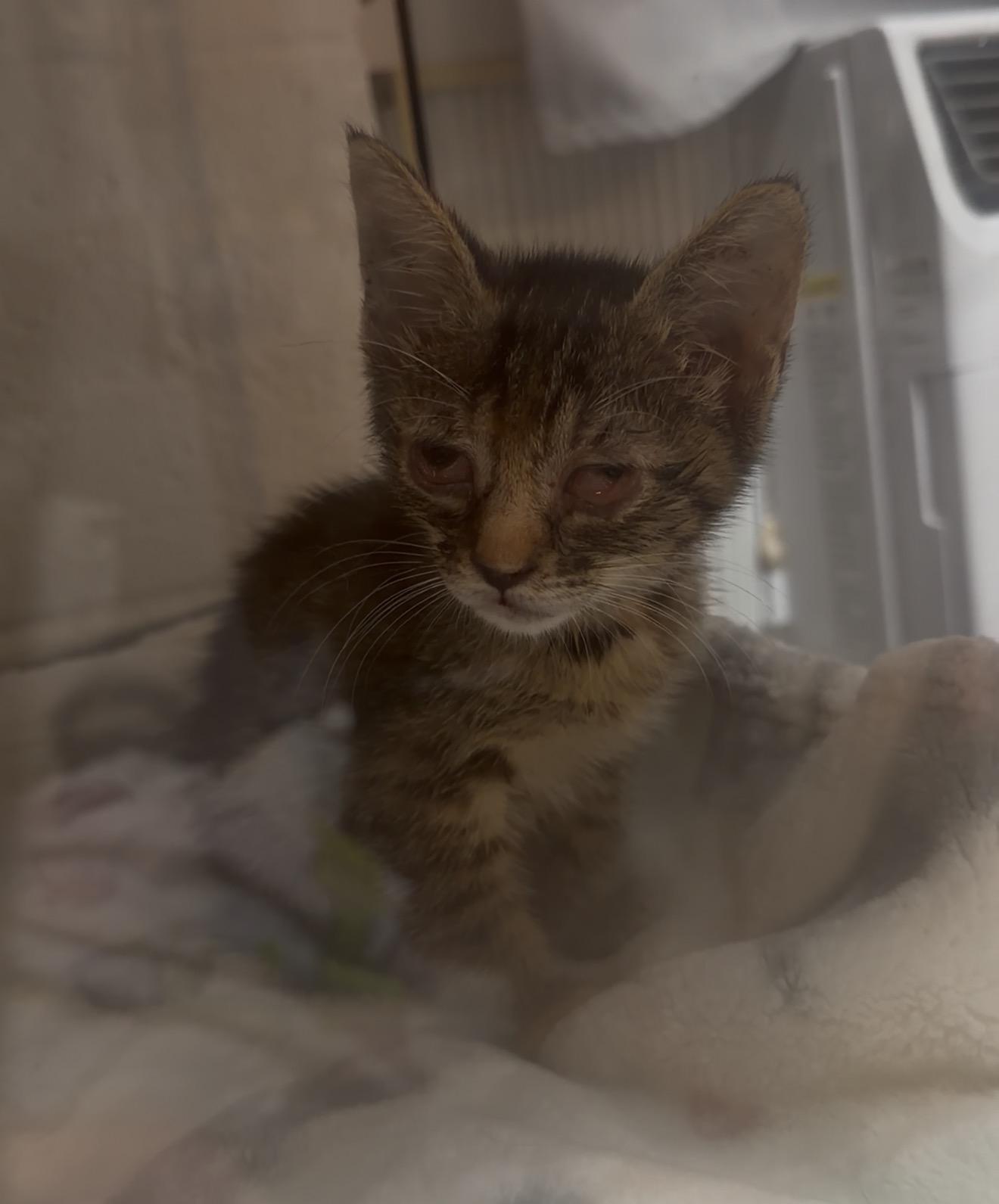 Cutie Pie, Adoptable, Kitten Female Domestic Short Hair.