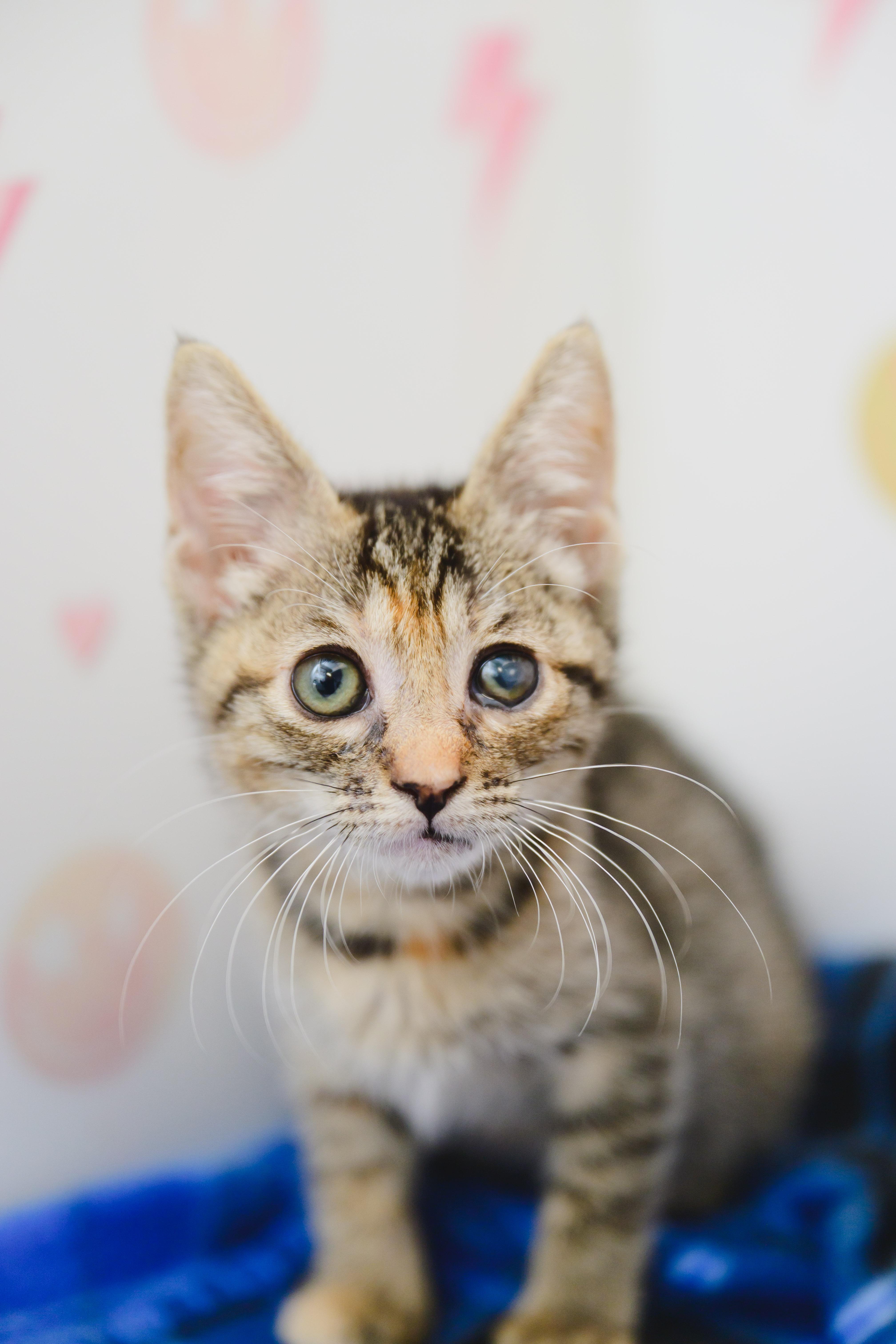 Enlarge Cutie Pie, a Adoptable Domestic Short Hair in Honolulu, HI image 2/5