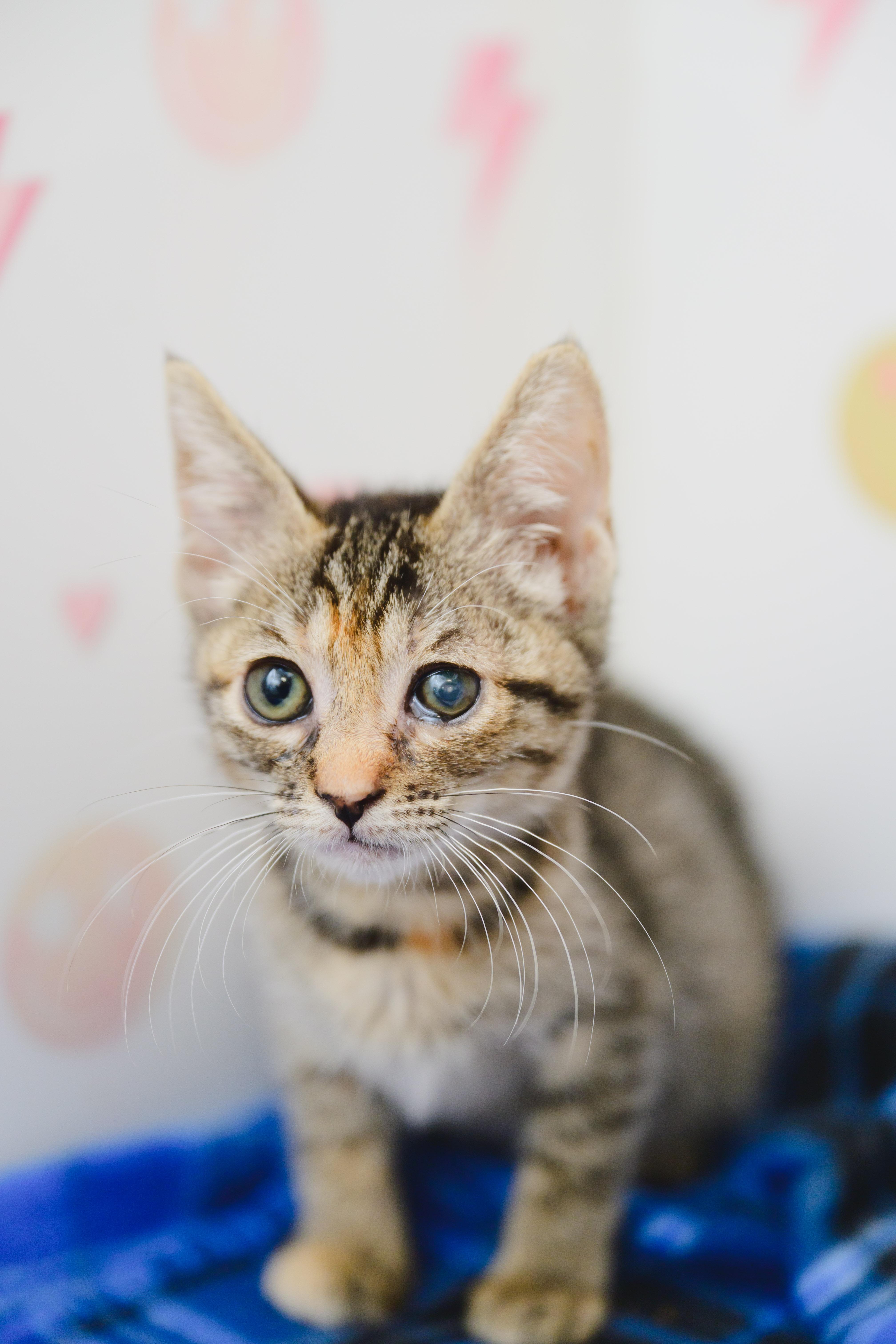 Enlarge Cutie Pie, a Adoptable Domestic Short Hair in Honolulu, HI image 3/5