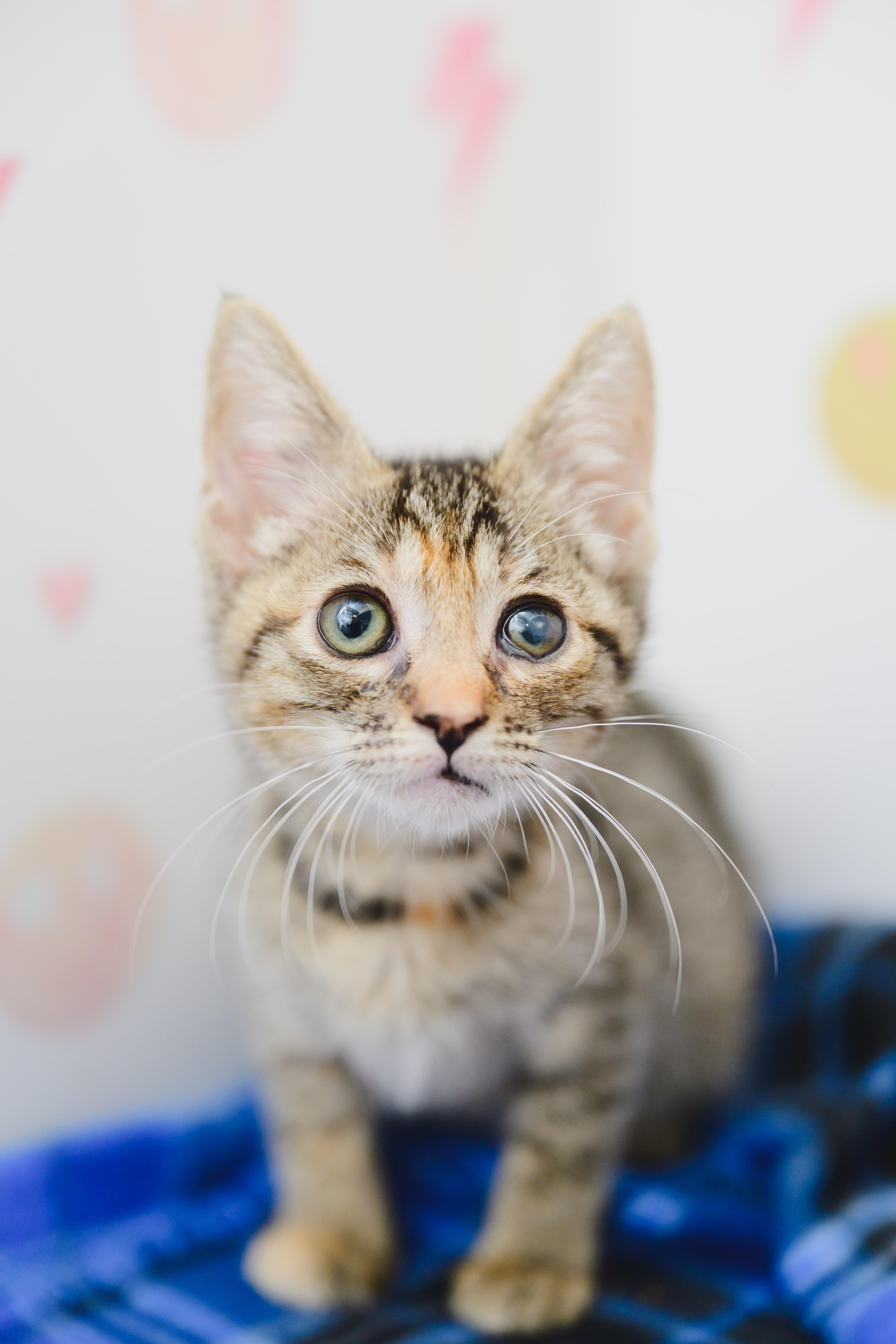 Enlarge Cutie Pie, a Adoptable Domestic Short Hair in Honolulu, HI image 4/5