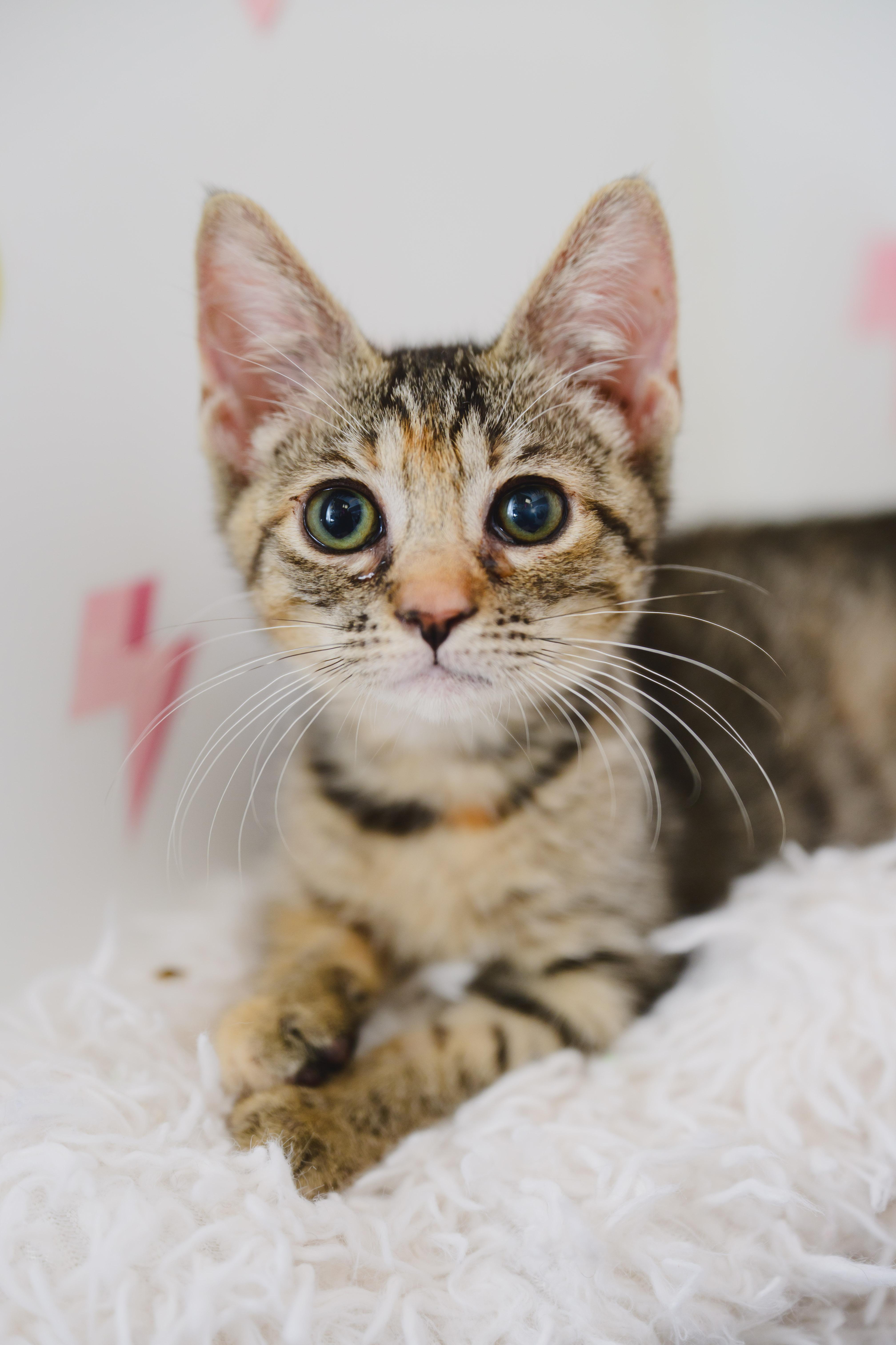 Enlarge Cutie Pie, a Adoptable Domestic Short Hair in Honolulu, HI image 5/5