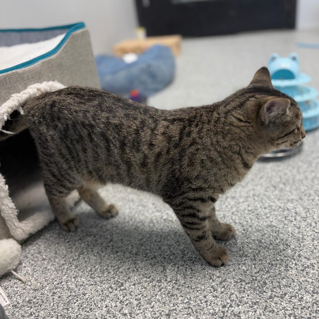 Enlarge Jet Ski, a Adoptable Domestic Short Hair in Monticello, IA image 6/6