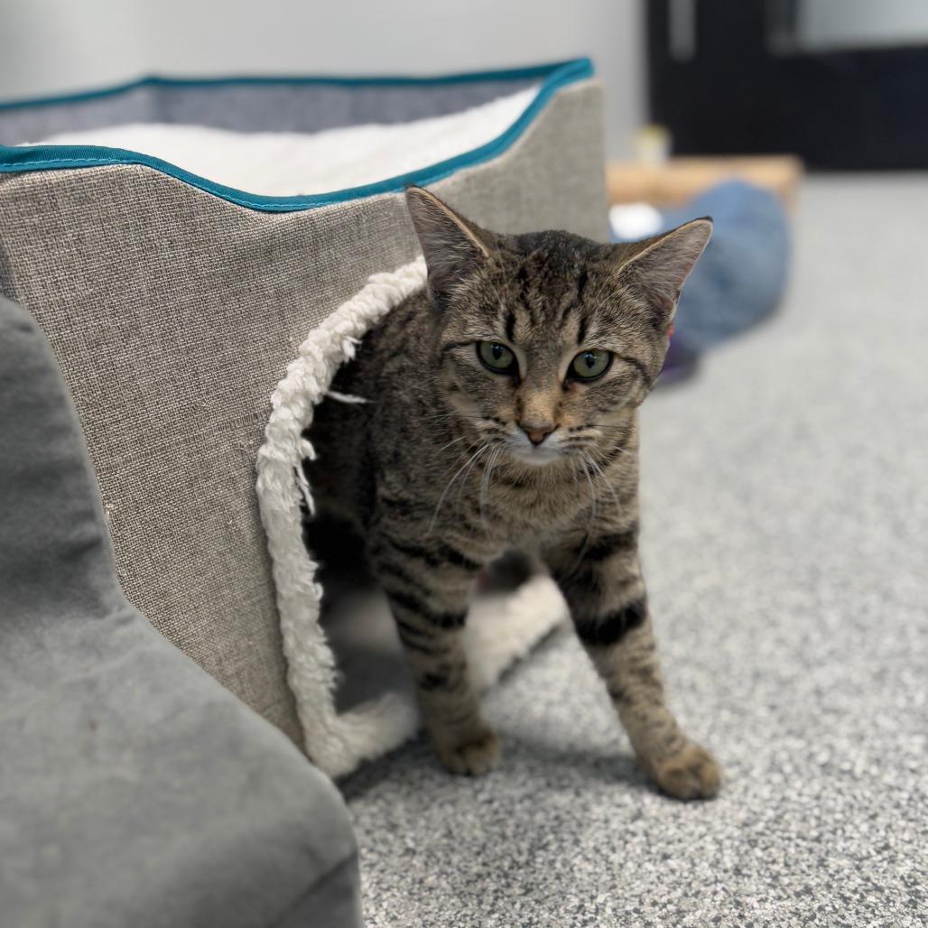 Enlarge Jet Ski, a Adoptable Domestic Short Hair in Monticello, IA image 3/6