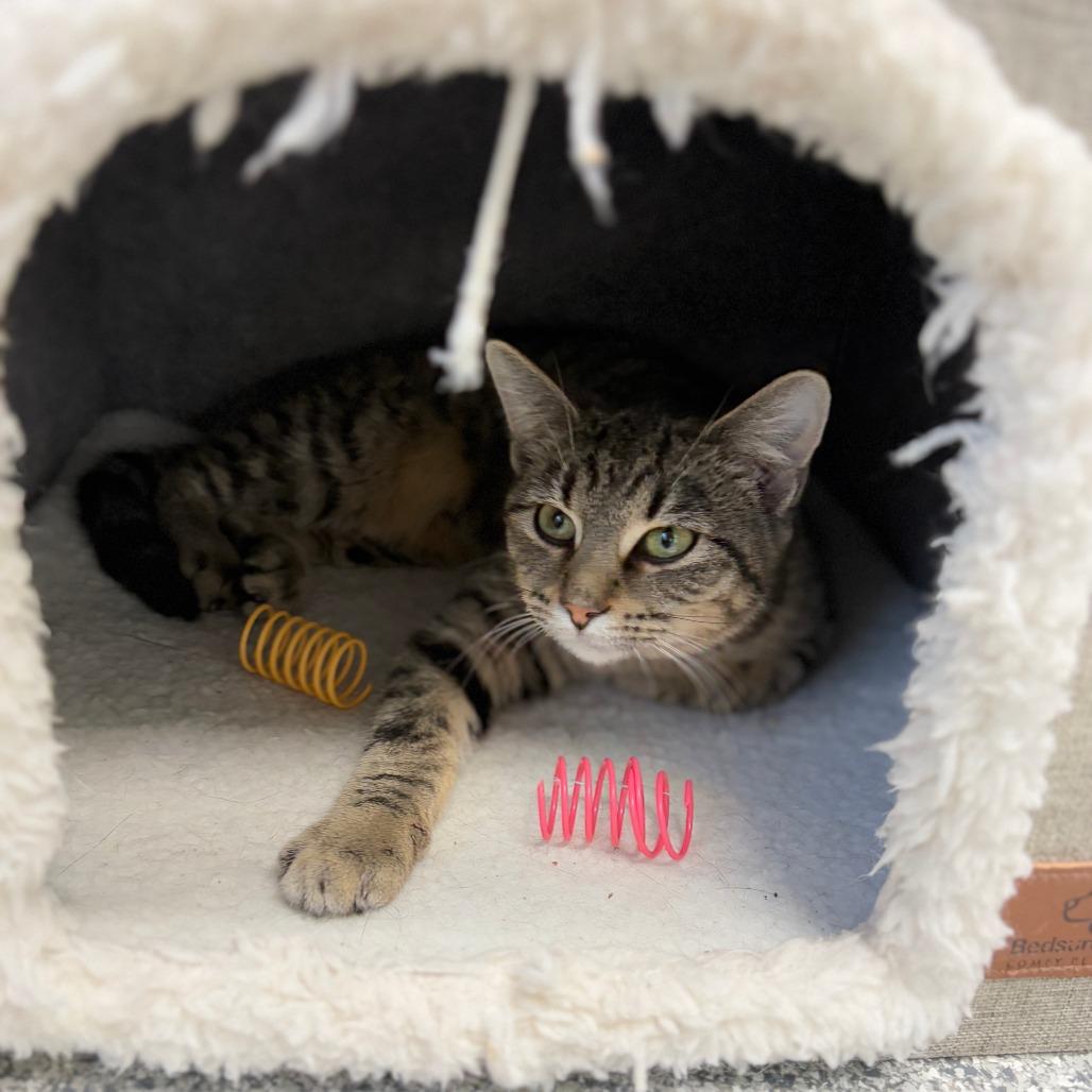 Enlarge Jet Ski, a Adoptable Domestic Short Hair in Monticello, IA image 5/6