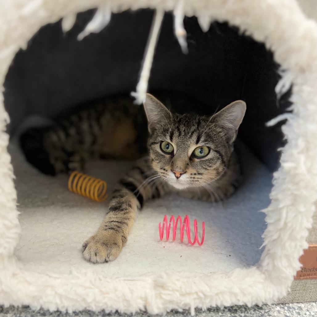 Jet Ski, Adoptable, Young Male Domestic Short Hair.