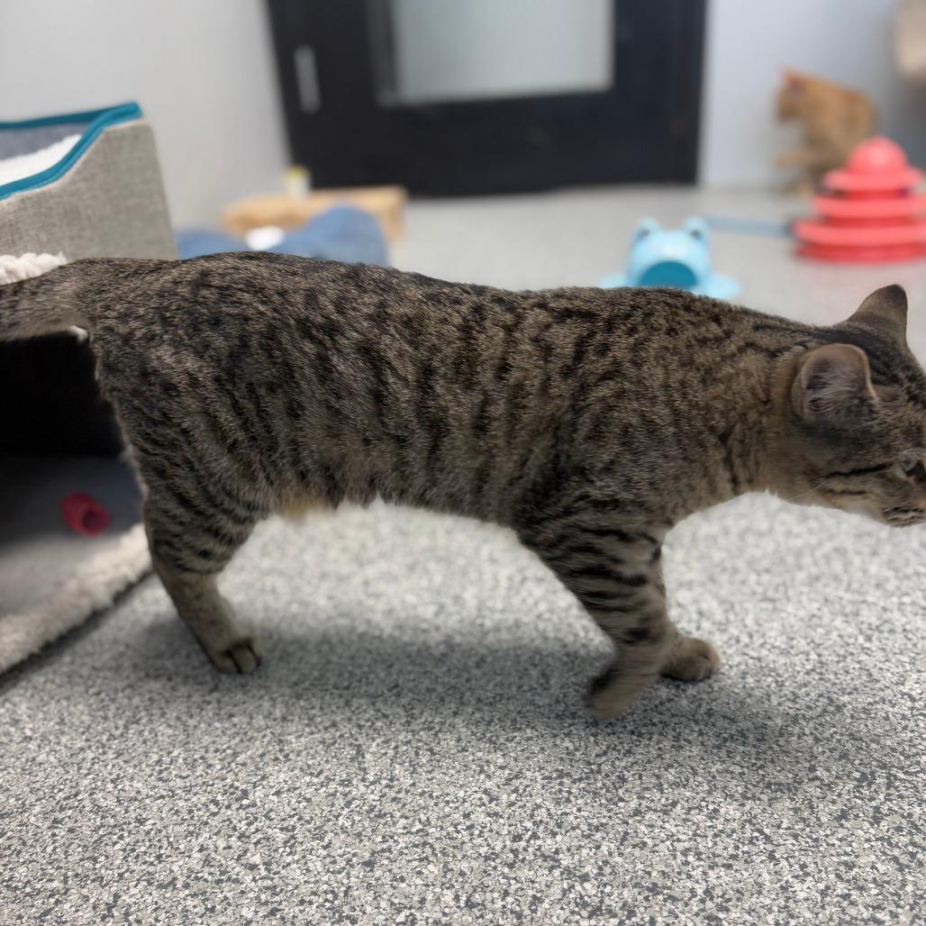 Enlarge Jet Ski, a Adoptable Domestic Short Hair in Monticello, IA image 4/6