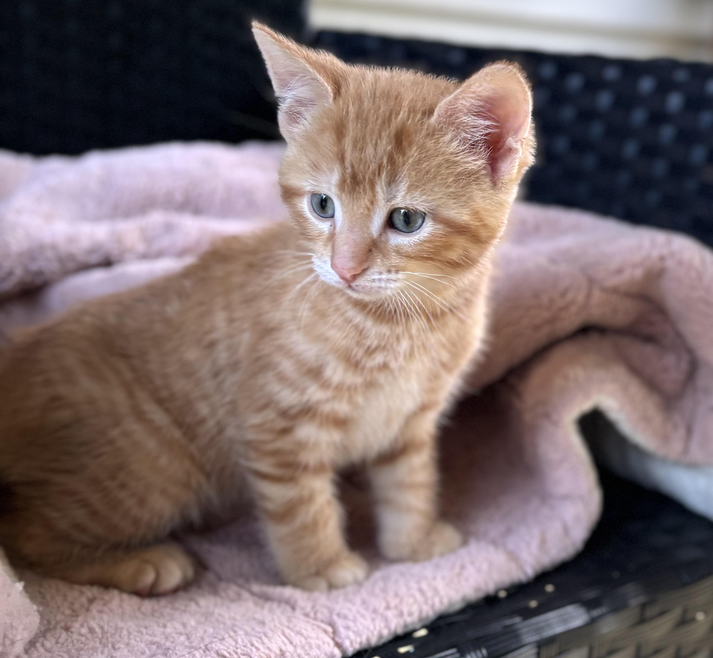 Enlarge Happy, a ADOPTABLE Domestic Short Hair in Bardstown, KY image 3/5
