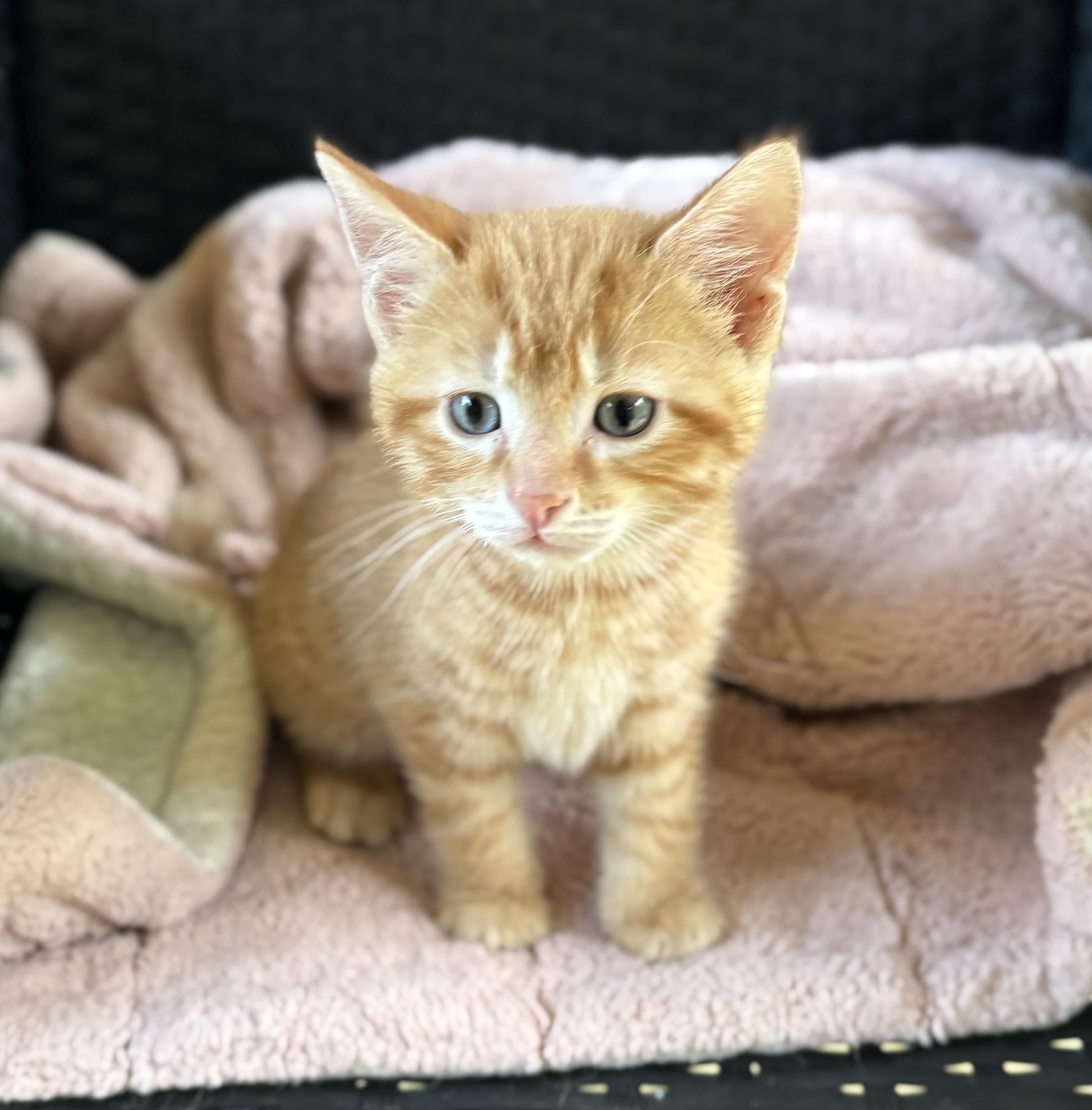 Enlarge Happy, a ADOPTABLE Domestic Short Hair in Bardstown, KY image 4/5