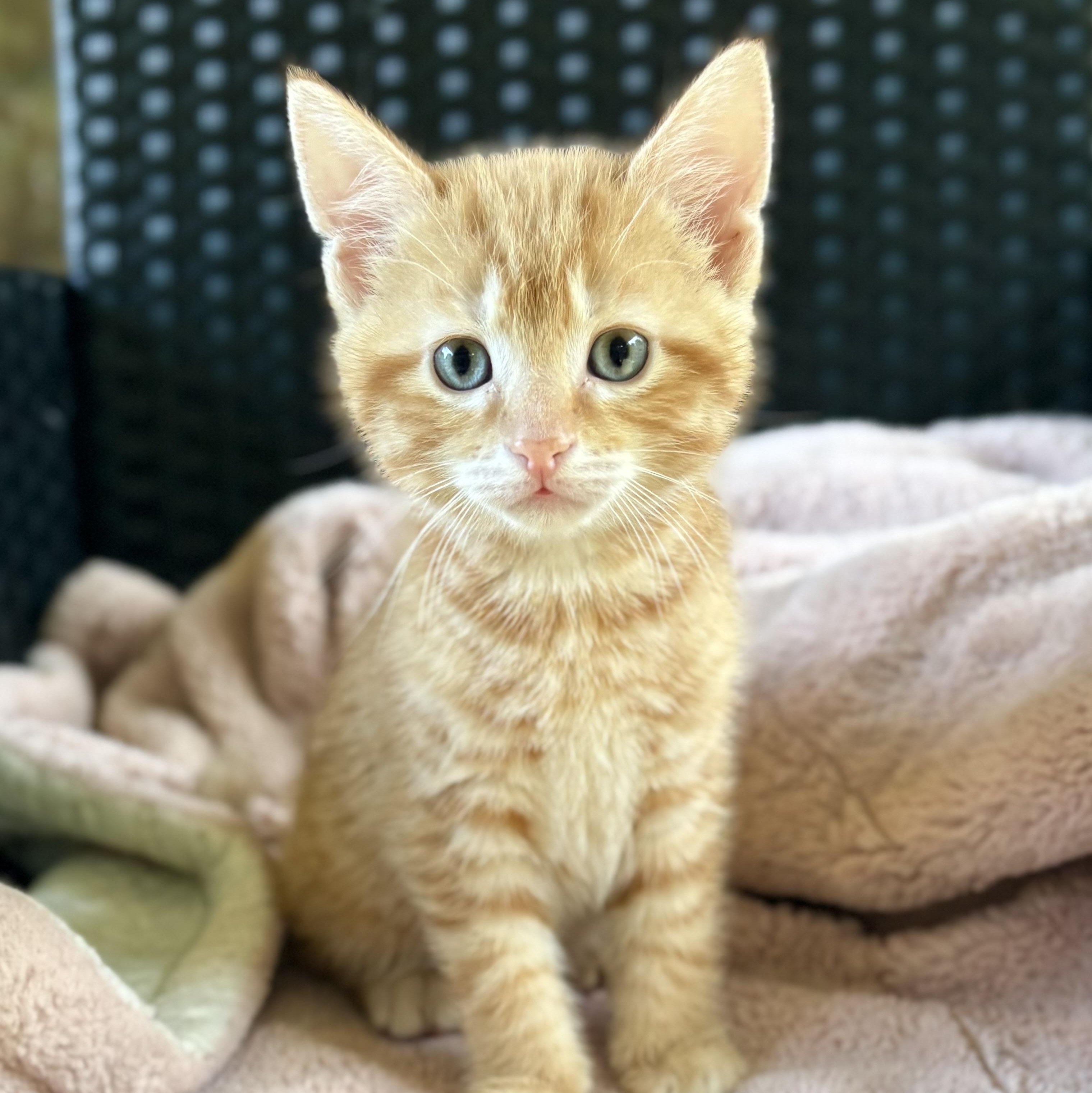 Happy, ADOPTABLE, Kitten Male Domestic Short Hair.