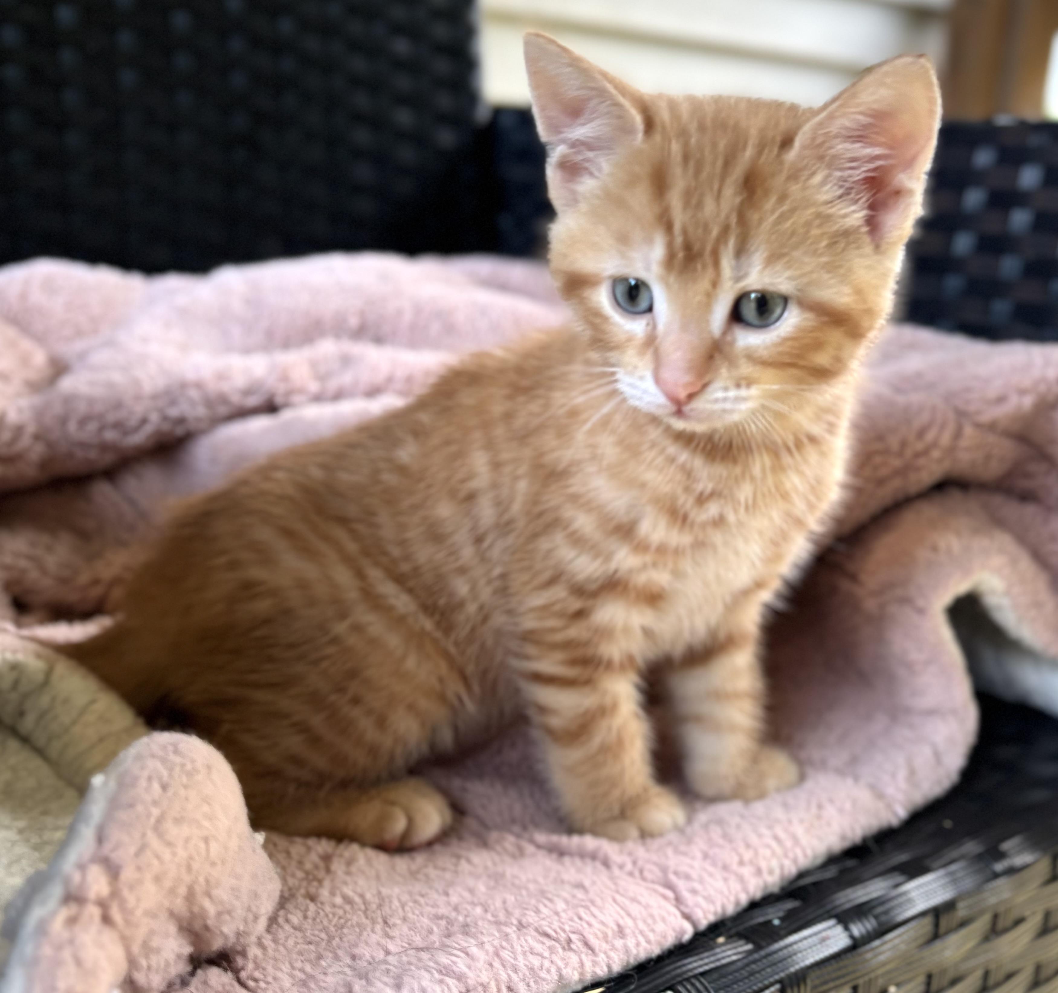 Enlarge Happy, a ADOPTABLE Domestic Short Hair in Bardstown, KY image 5/5