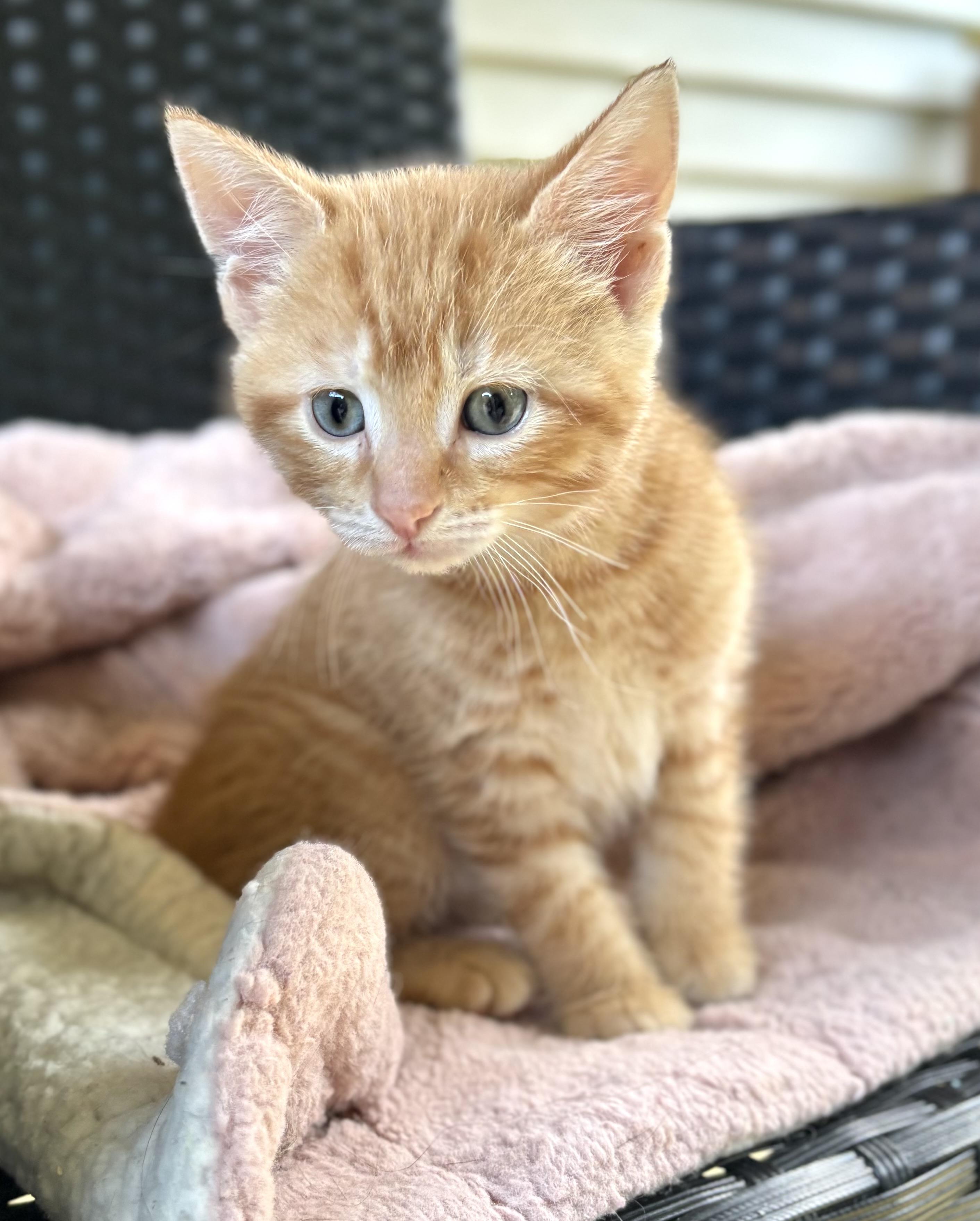 Enlarge Happy, a ADOPTABLE Domestic Short Hair in Bardstown, KY image 2/5
