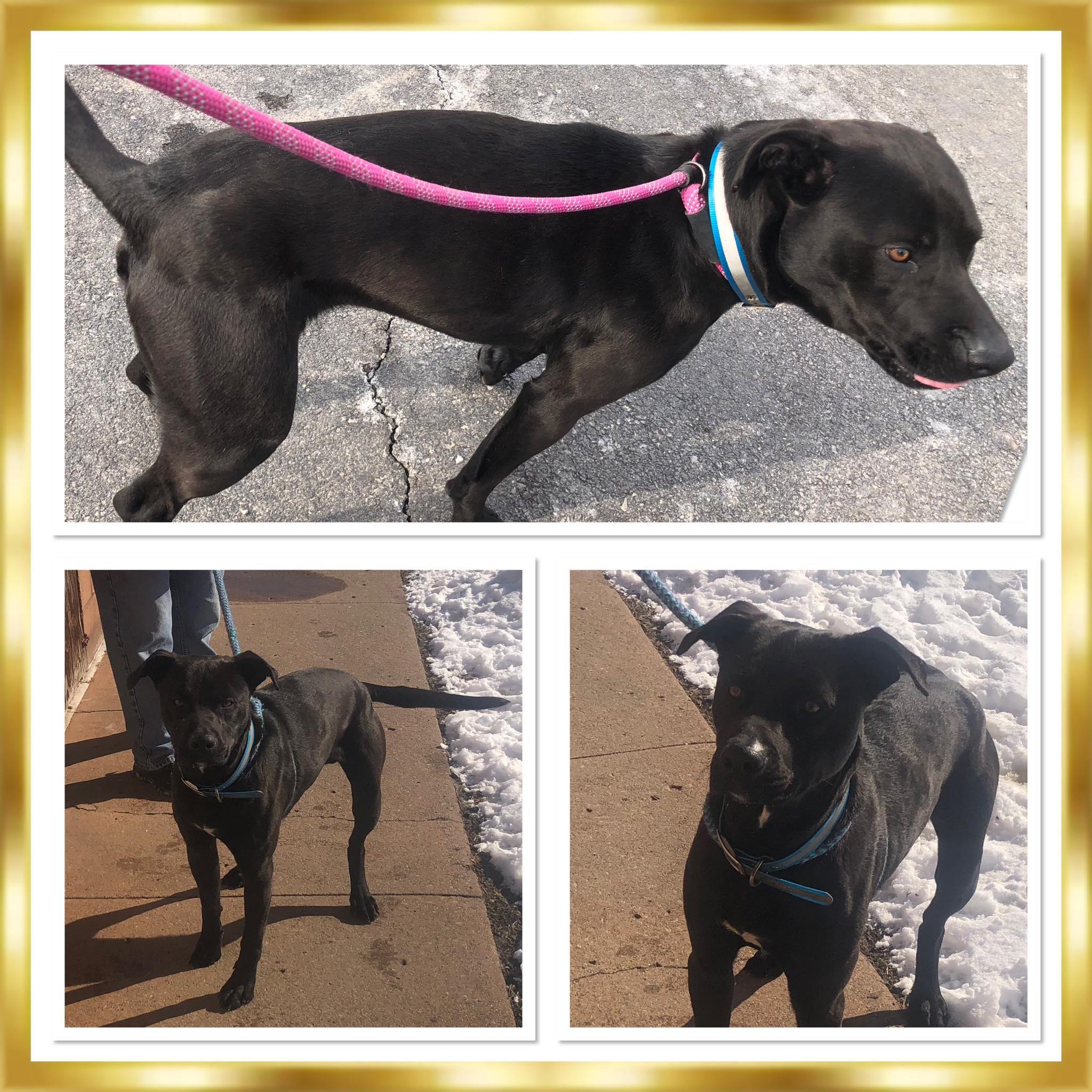 Enlarge DIESEL, a ADOPTABLE mixed breed in Buckhannon, WV image 1/1