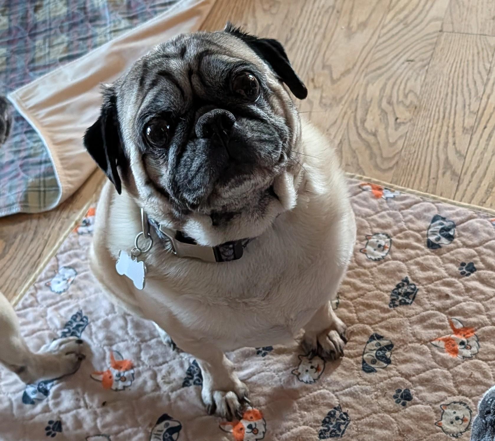 Jasper, adopted, Adult Male Pug.