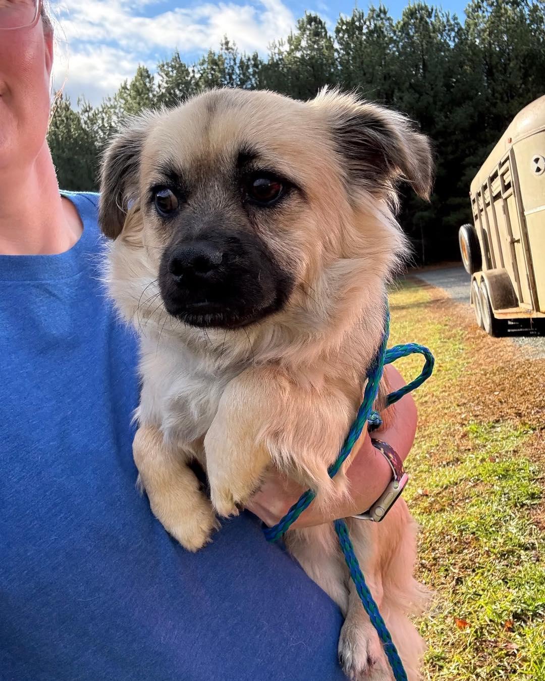 Moby, ADOPTABLE, Young Male Pekingese.