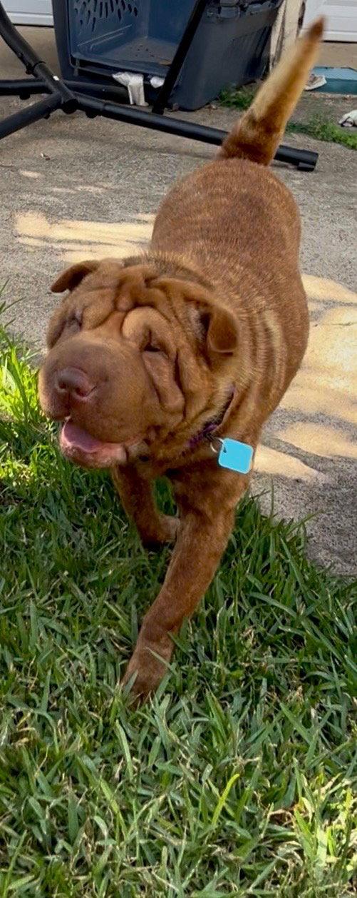 Mango, Adoptable, Young Female Shar-Pei.