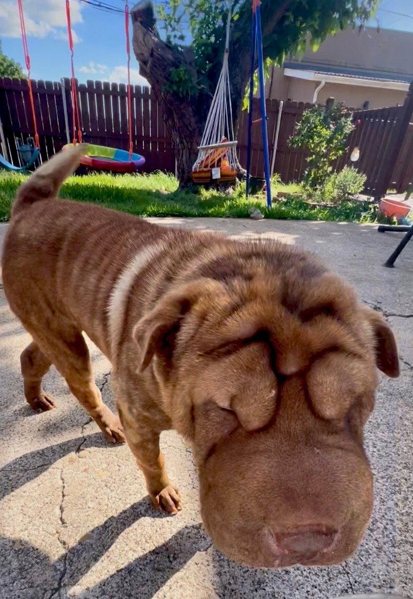 Mango, a Adoptable Shar-Pei in Dallas, TX image 2/3