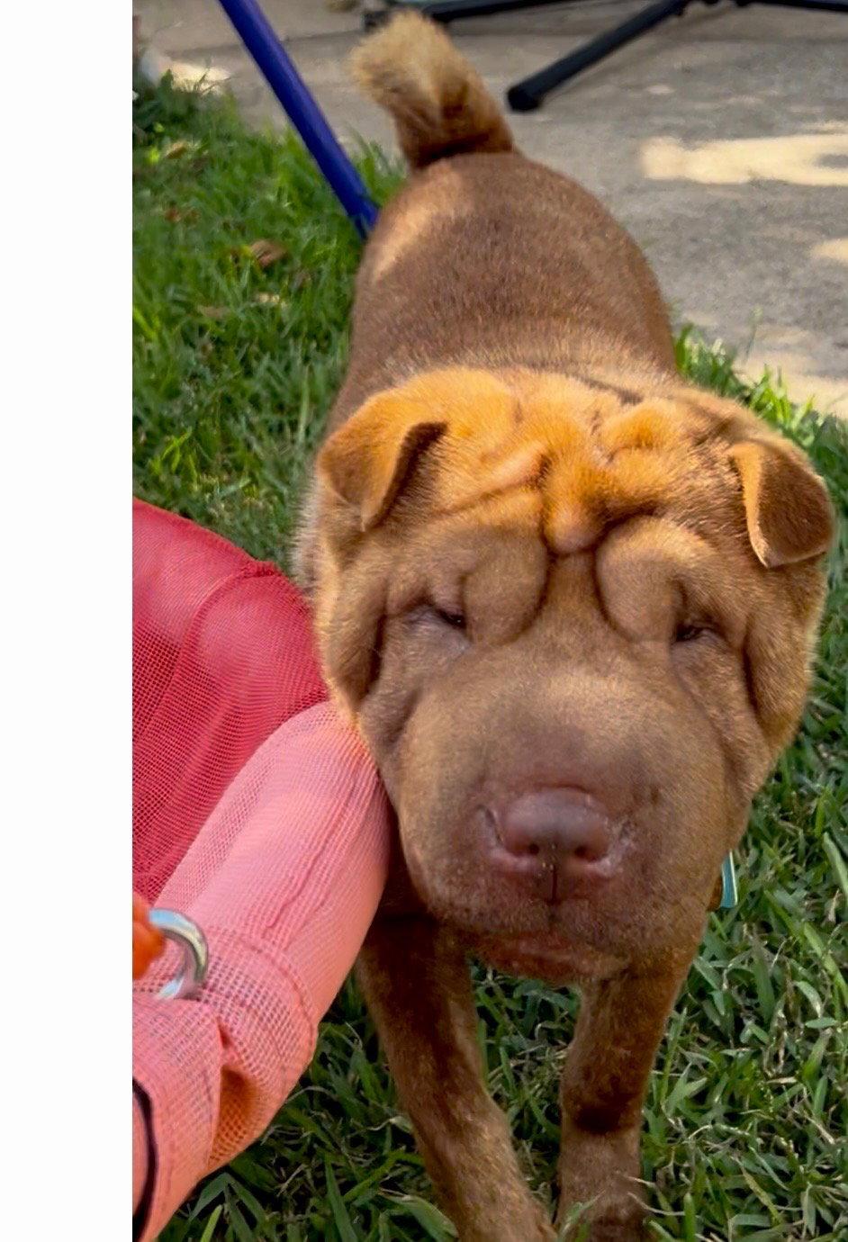 Mango, a Adoptable Shar-Pei in Dallas, TX image 3/3