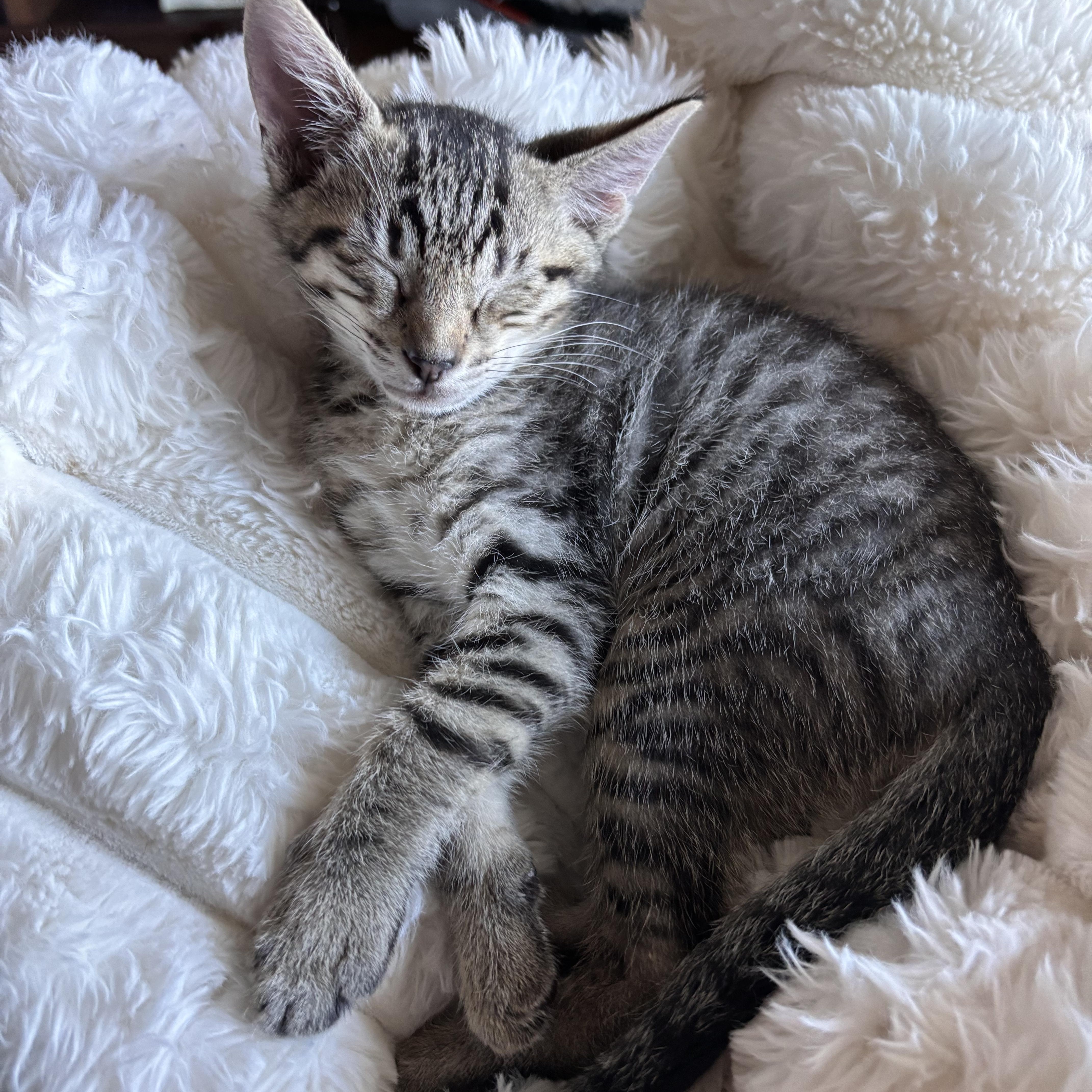 Dill, an adopted Domestic Short Hair in Mililani, HI image 1/4