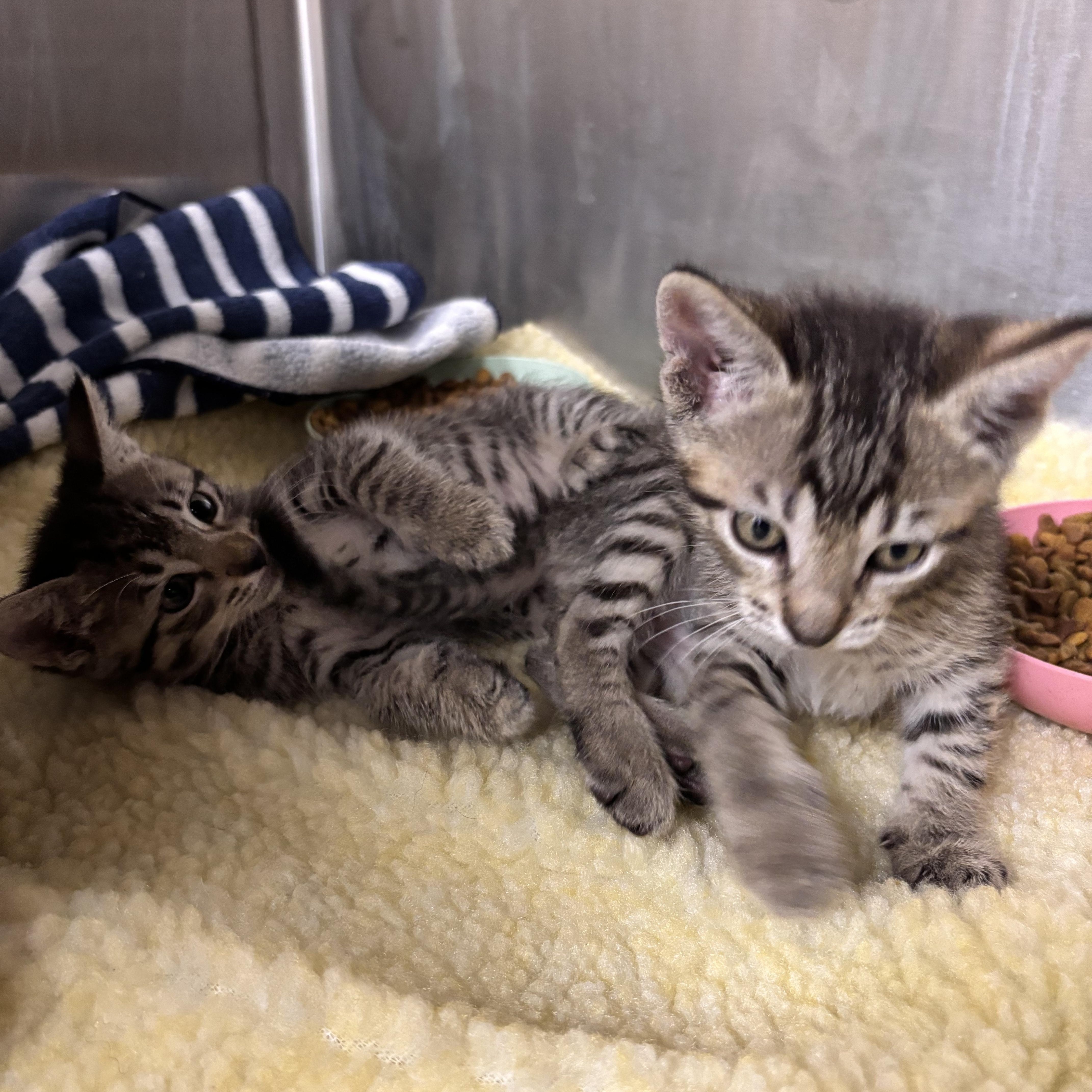 Dill, an adopted Domestic Short Hair in Mililani, HI image 2/4