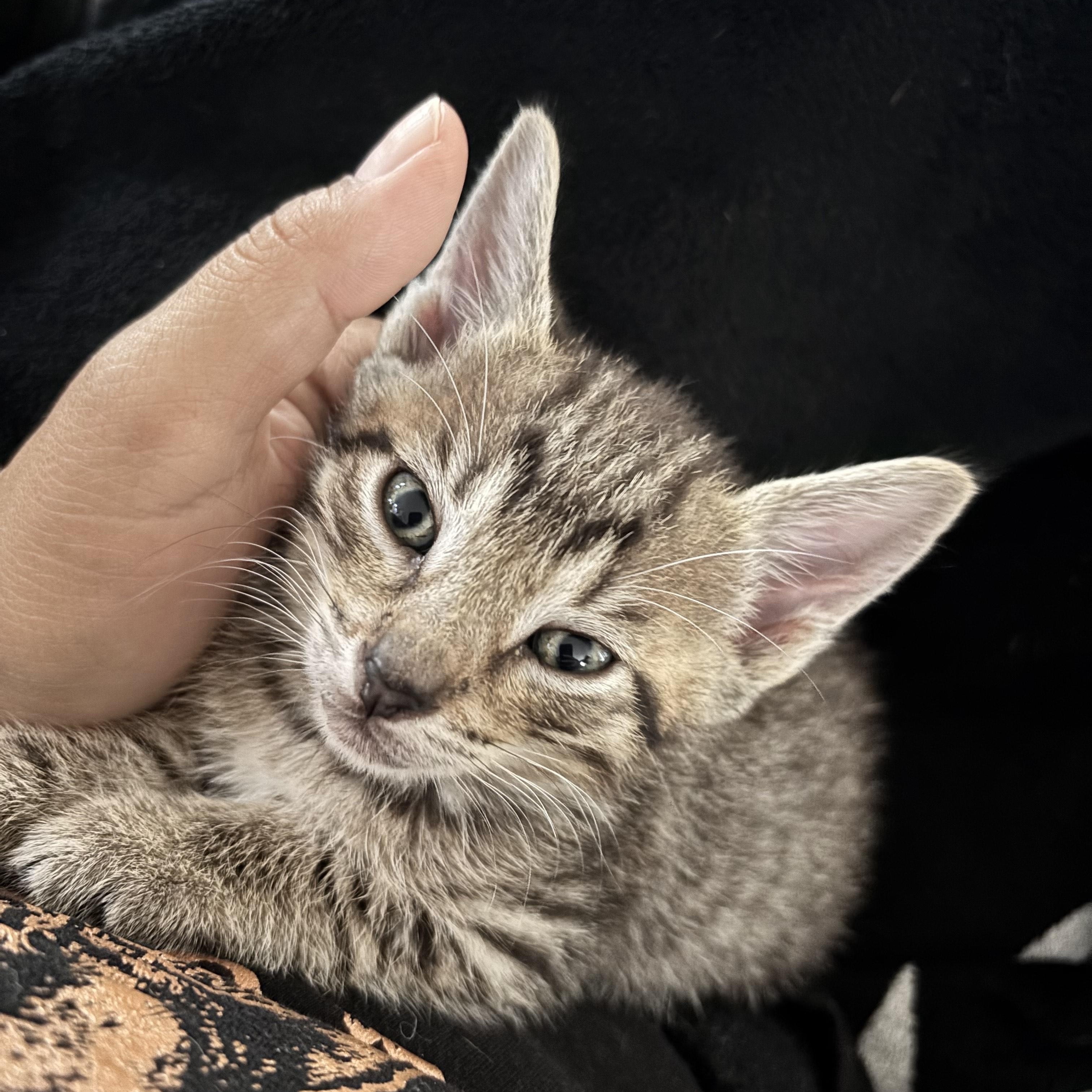 Dill, an adopted Domestic Short Hair in Mililani, HI image 3/4