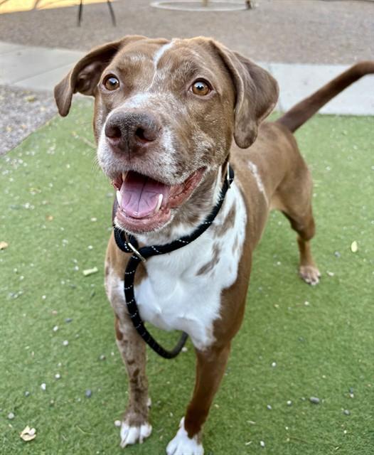 CALLIE, Adoptable, Adult Female Catahoula Leopard Dog.