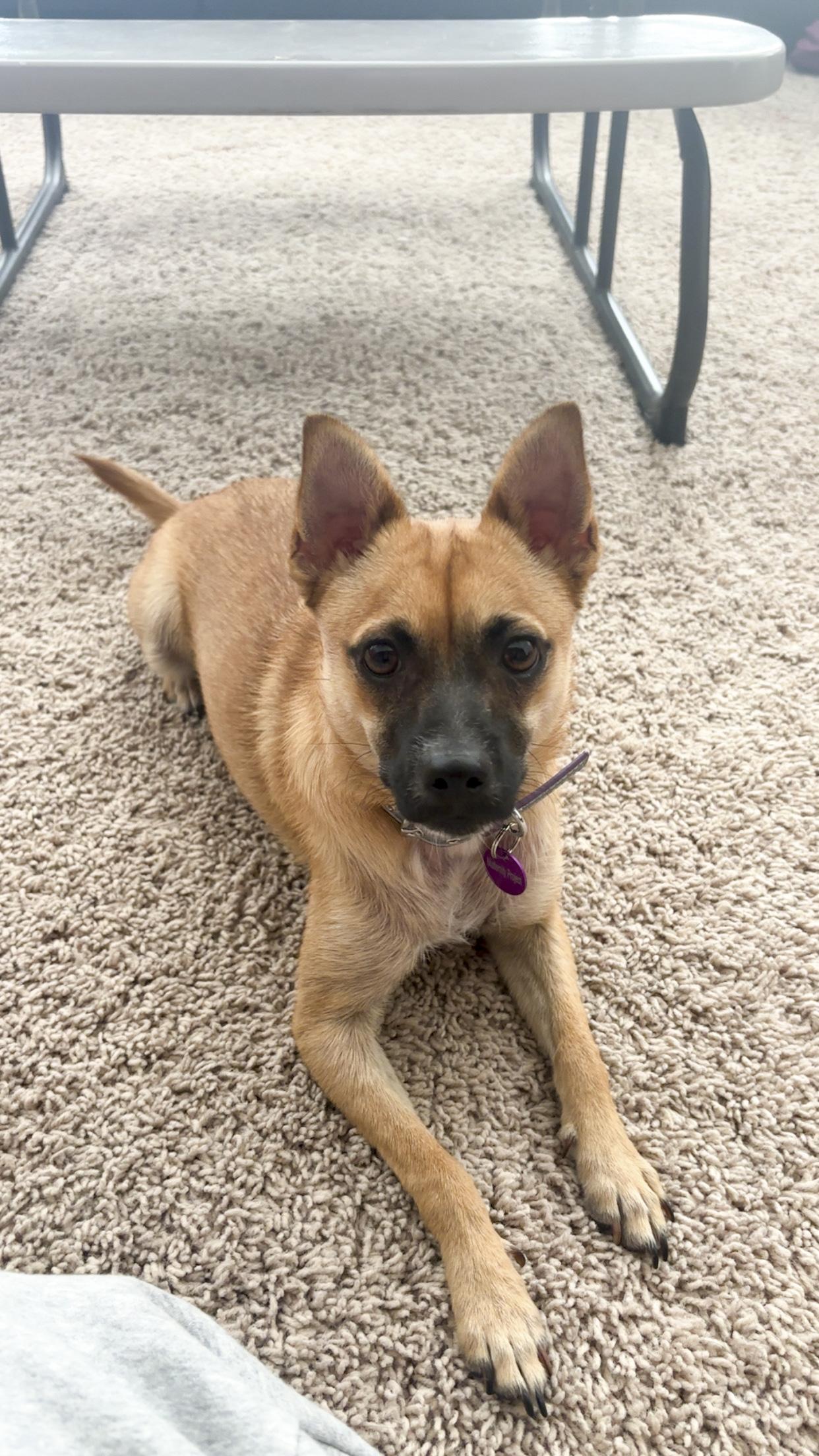 Drew, Adopted, Young Male Chihuahua & Terrier.