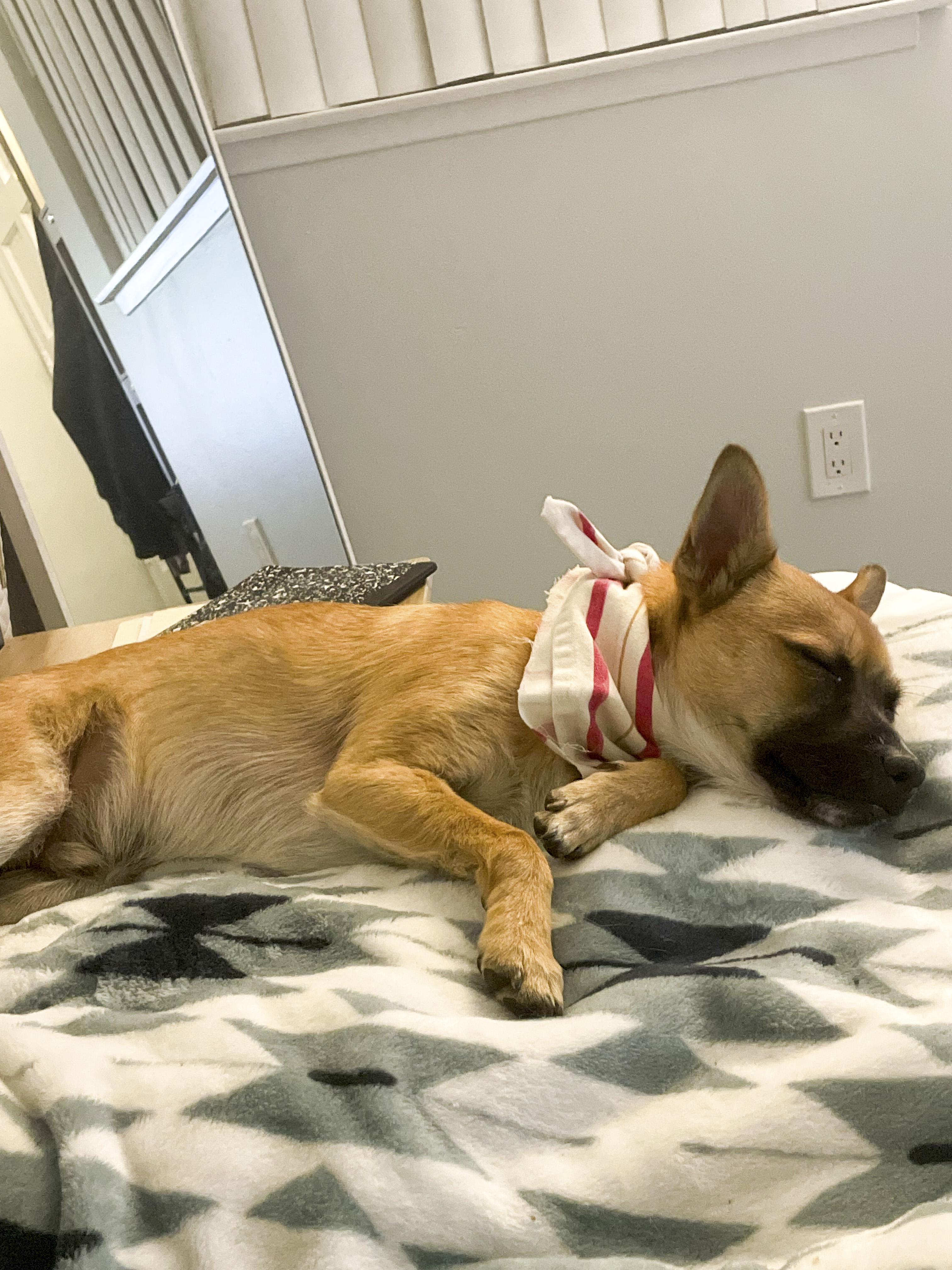Enlarge Drew, a Adopted mixed breed in West Hollywood, CA image 6/6
