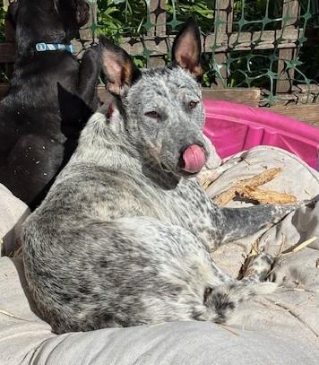 Enlarge Aunt Trixie needs foster, an adoptable mixed breed in Saint Paul, MN image 1/6