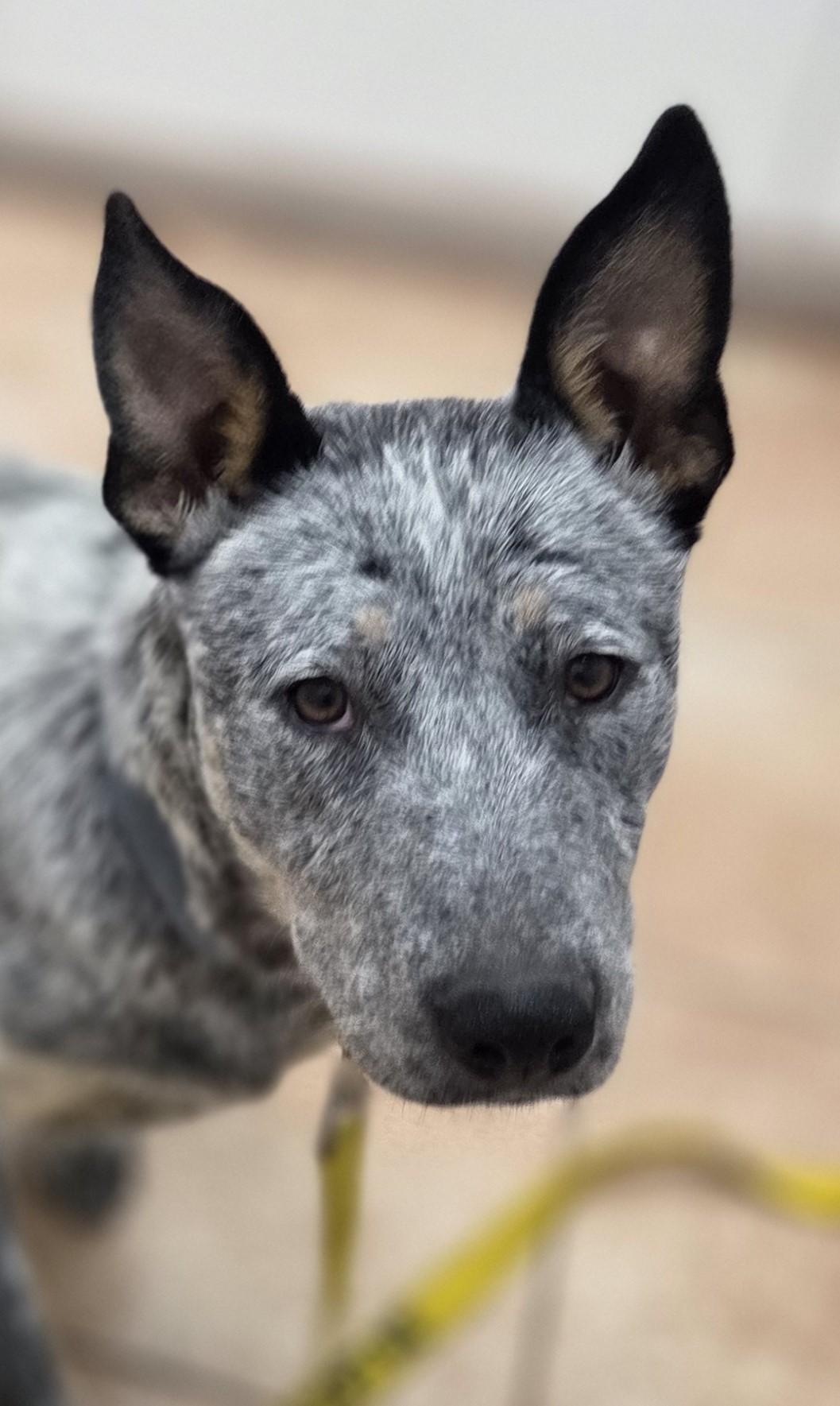 Enlarge Aunt Trixie needs foster, an adoptable mixed breed in Saint Paul, MN image 3/6