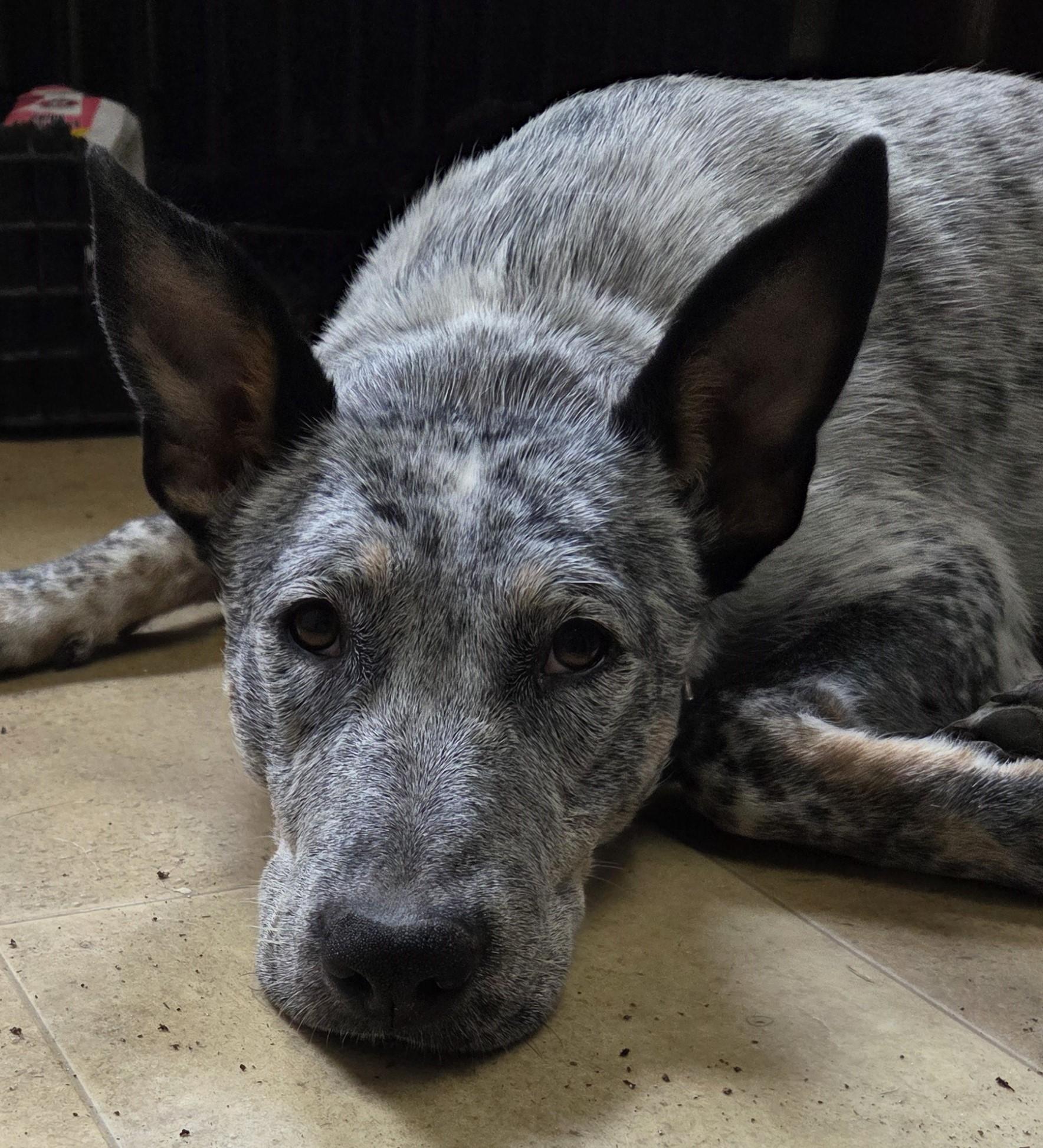 Enlarge Aunt Trixie needs foster, an adoptable mixed breed in Saint Paul, MN image 2/6