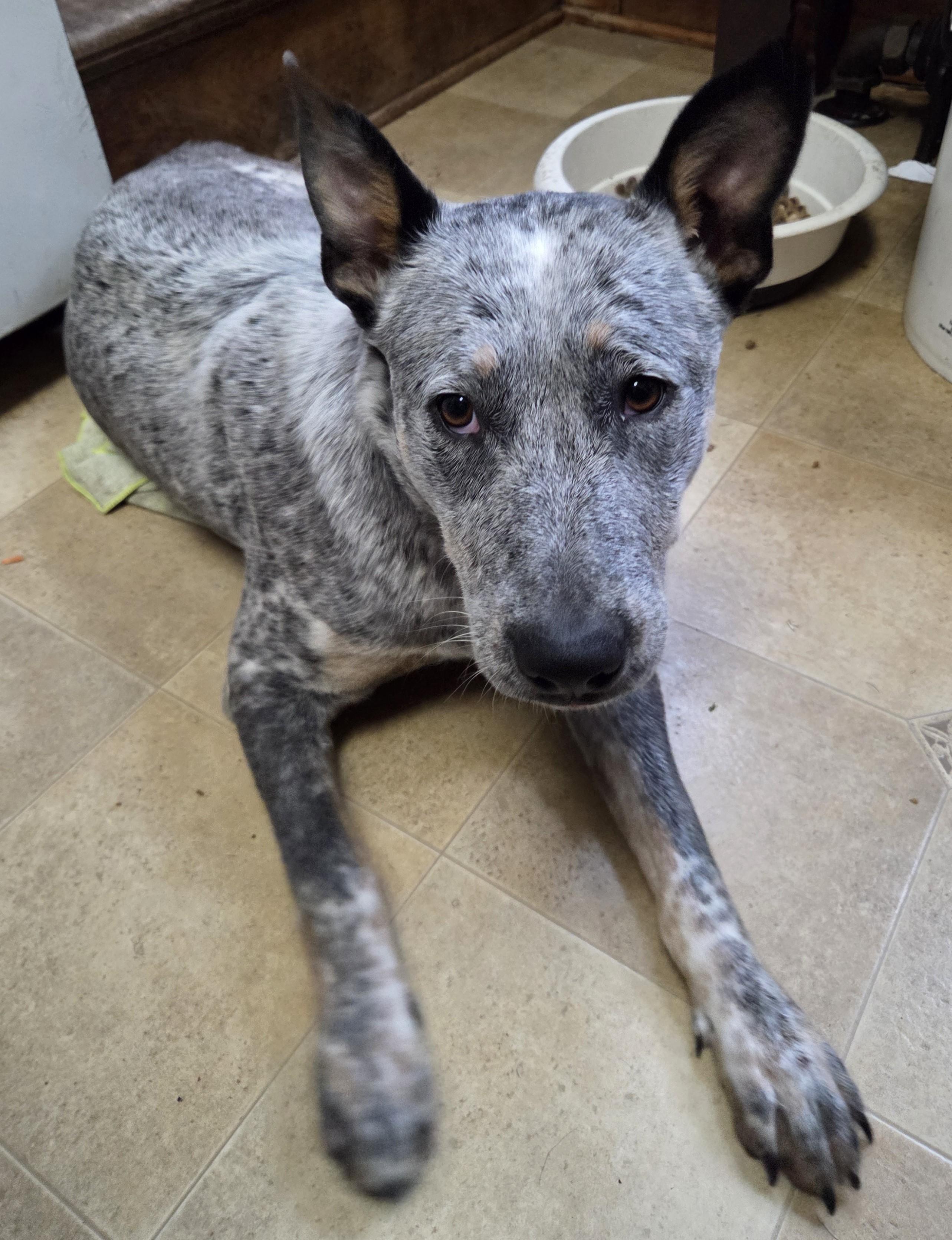 Enlarge Aunt Trixie needs foster, an adoptable mixed breed in Saint Paul, MN image 4/6