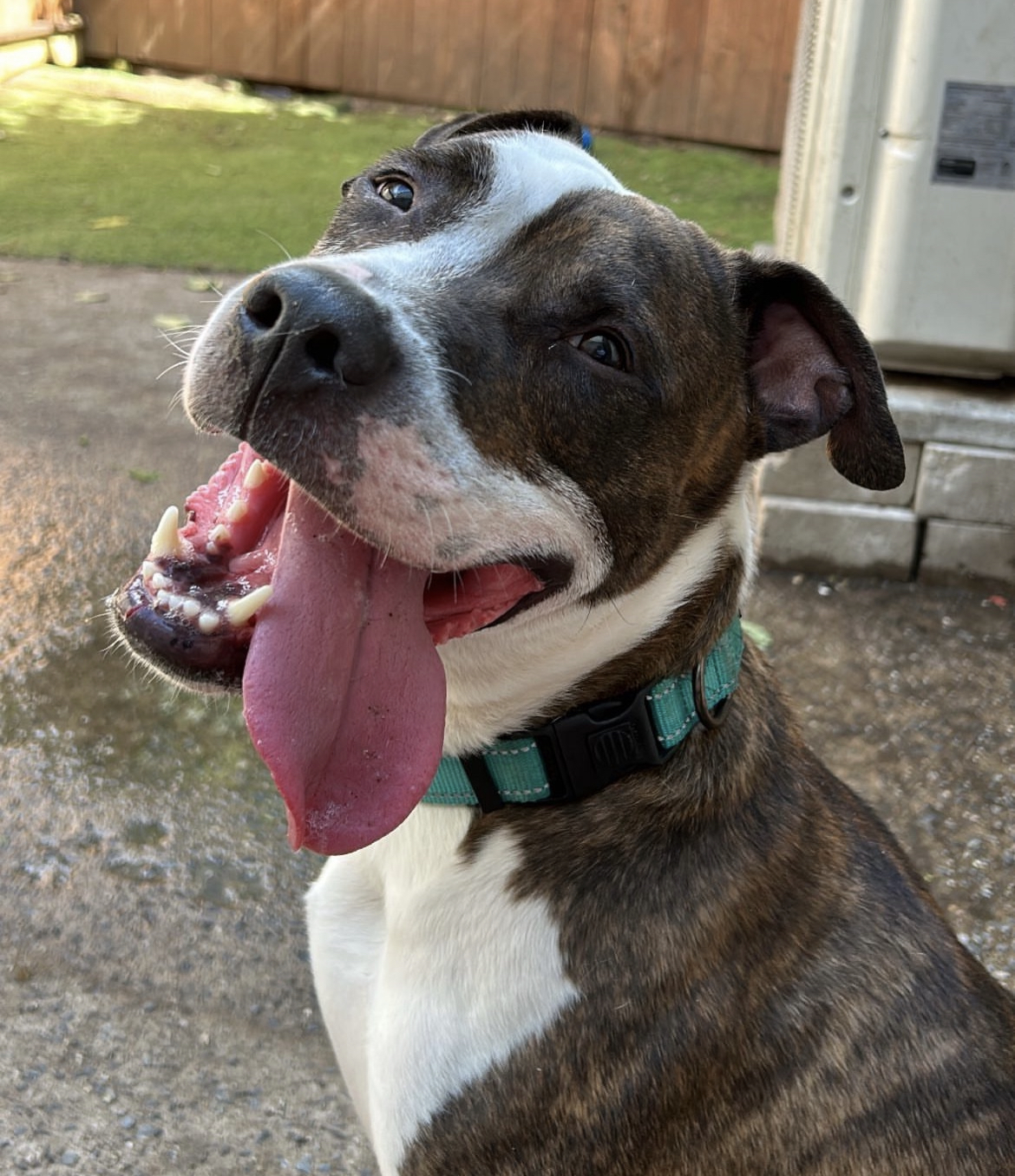 Enlarge Mr. Knight, a Adoptable mixed breed in Staten island, NY image 1/6