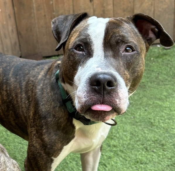 Enlarge Mr. Knight, a Adoptable mixed breed in Staten island, NY image 2/6