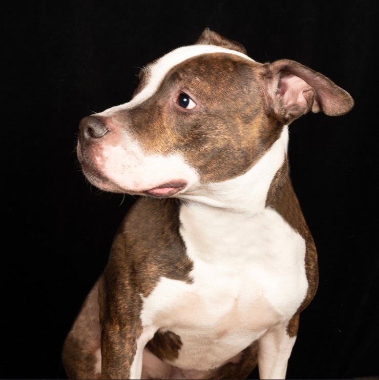 Enlarge Mr. Knight, a Adoptable mixed breed in Staten island, NY image 3/6