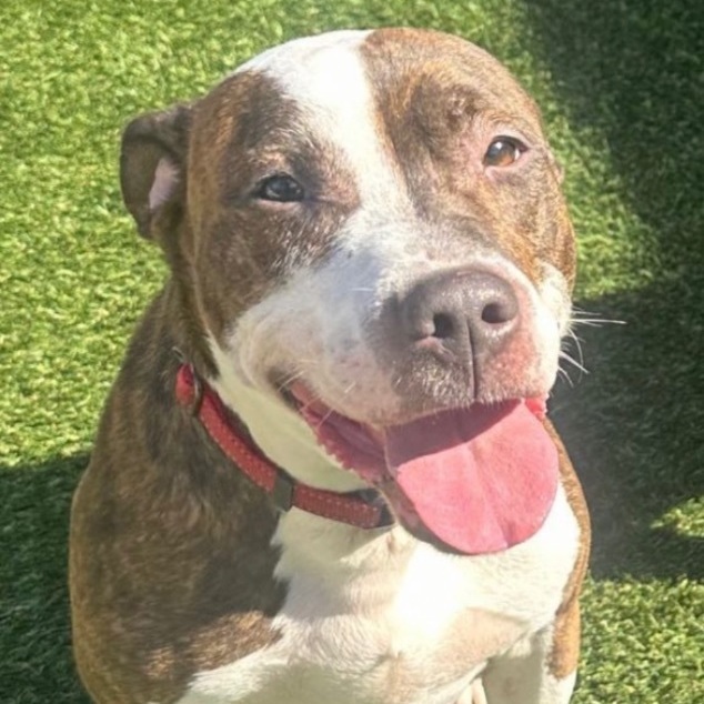 Enlarge Mr. Knight, a Adoptable mixed breed in Staten island, NY image 4/6