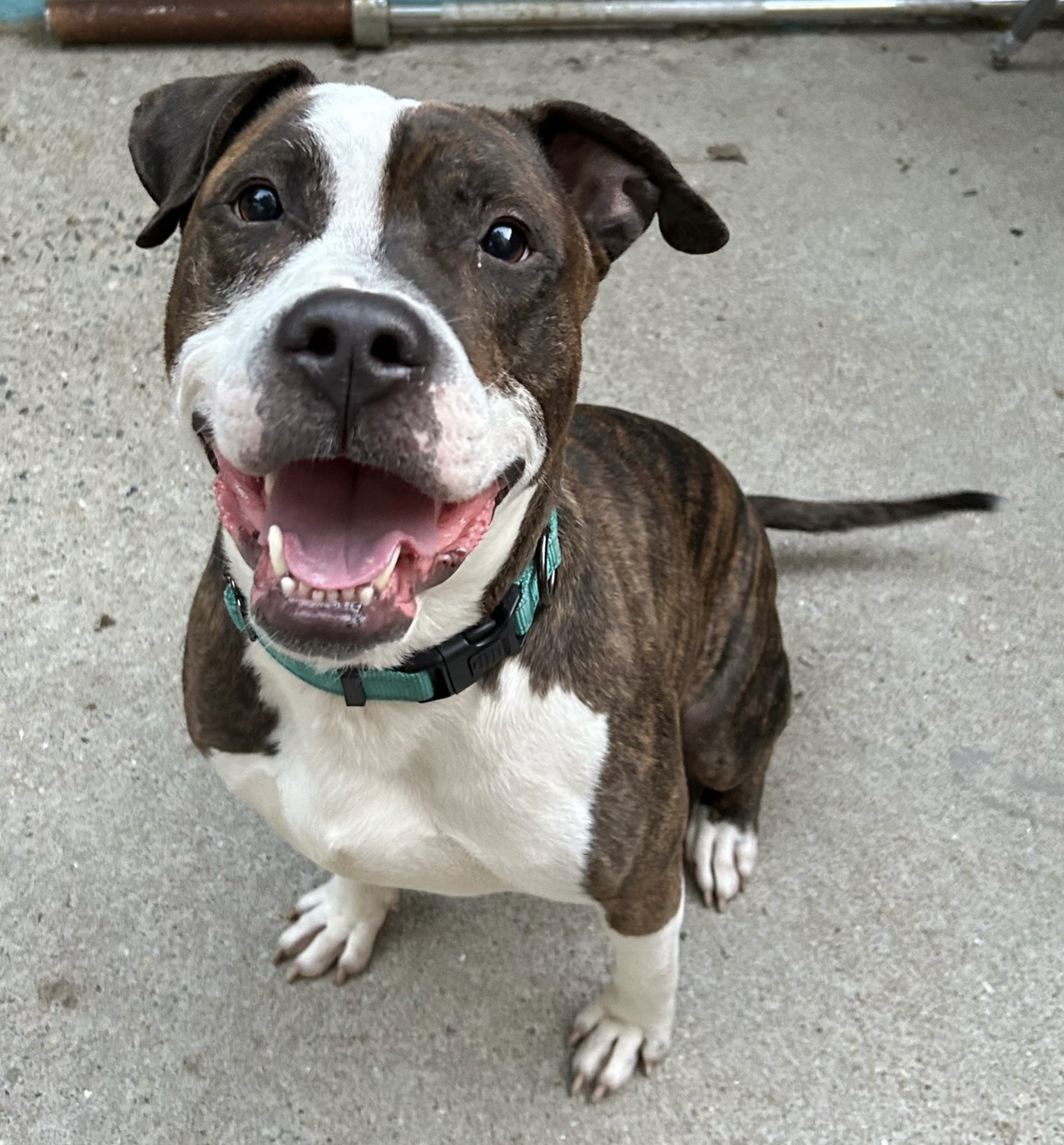 Enlarge Mr. Knight, a Adoptable mixed breed in Staten island, NY image 5/6