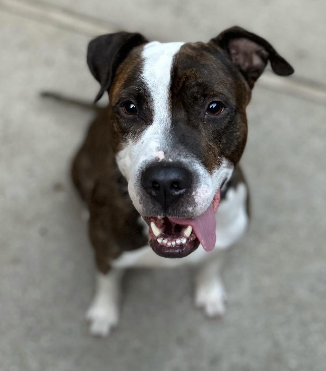 Enlarge Mr. Knight, a Adoptable mixed breed in Staten island, NY image 6/6