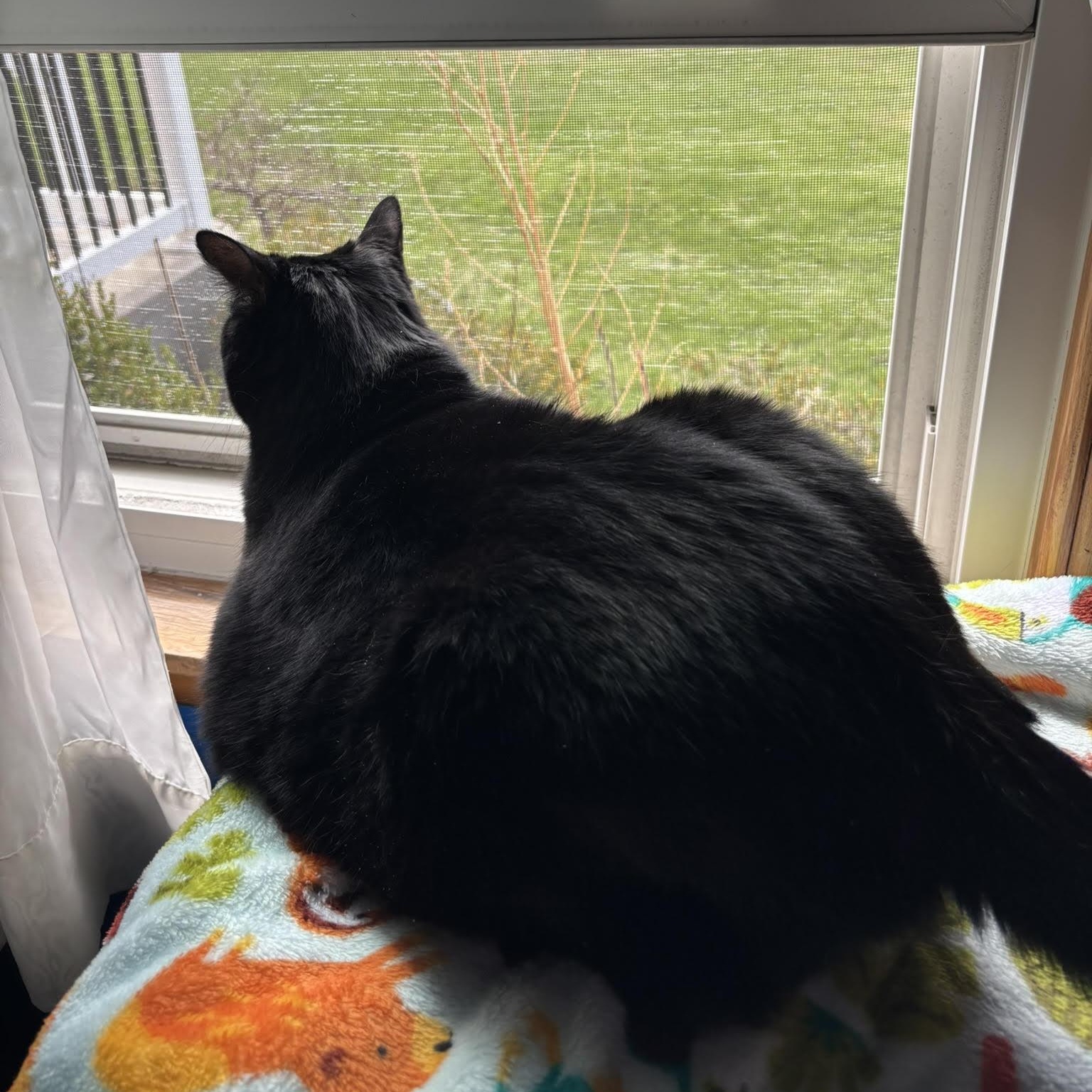 Enlarge Claudia, a ADOPTABLE Domestic Short Hair in Buffalo, NY image 5/6