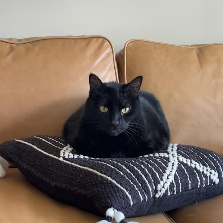 Enlarge Claudia, a ADOPTABLE Domestic Short Hair in Buffalo, NY image 5/6