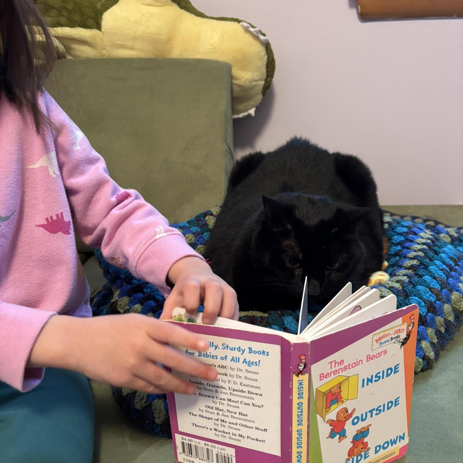 Enlarge Claudia, a ADOPTABLE Domestic Short Hair in Buffalo, NY image 3/6