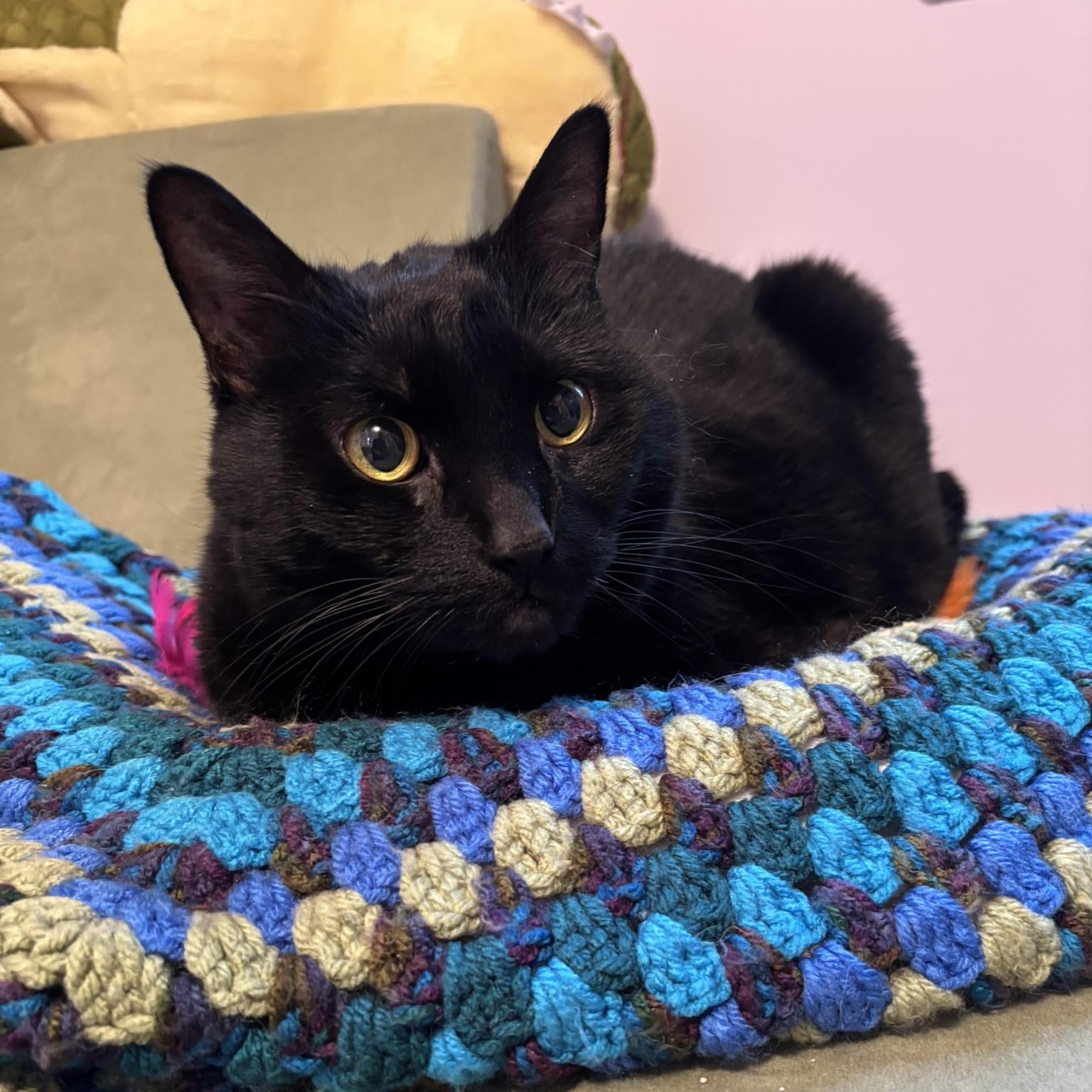 Claudia, ADOPTABLE, Adult Female Domestic Short Hair.