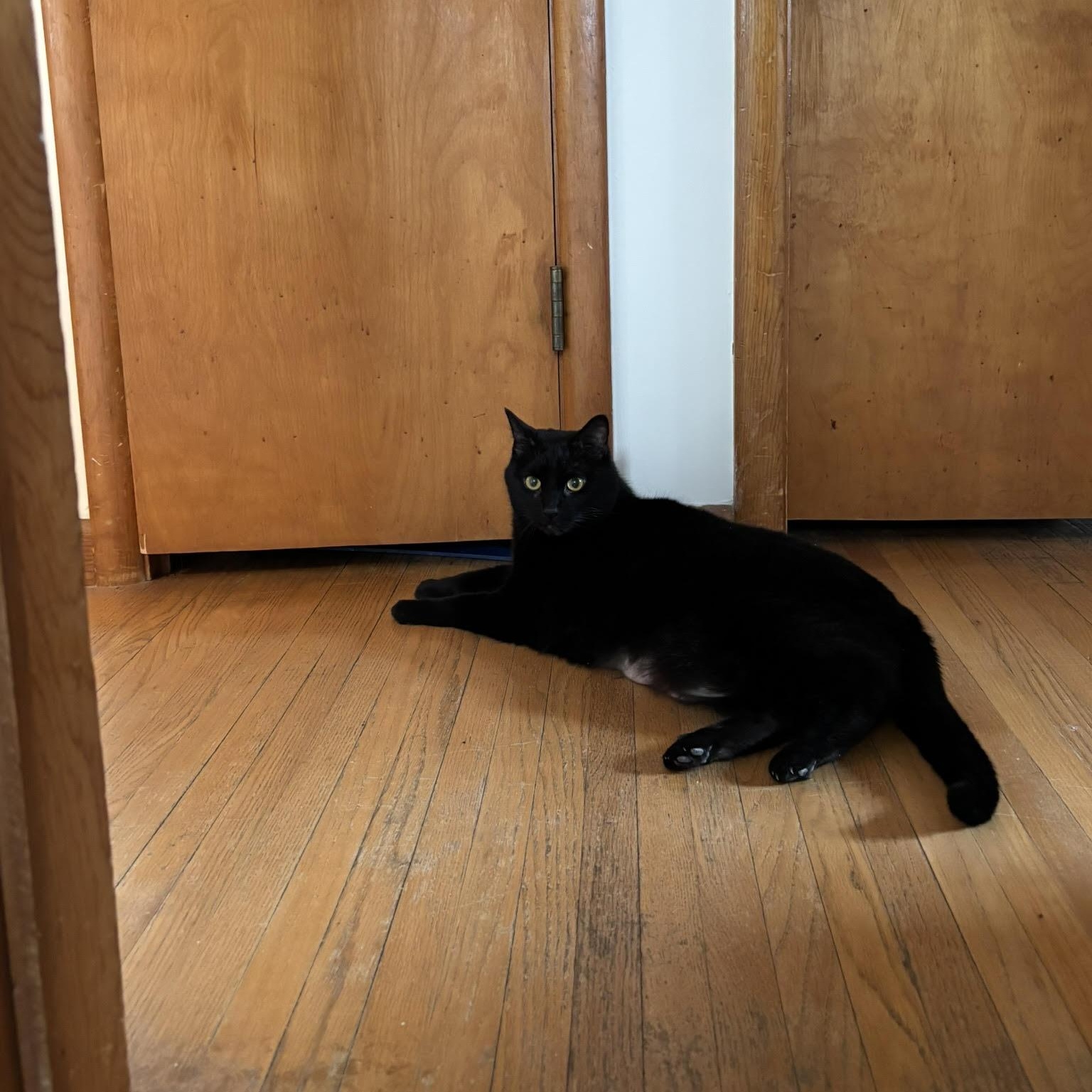 Enlarge Claudia, a ADOPTABLE Domestic Short Hair in Buffalo, NY image 4/6