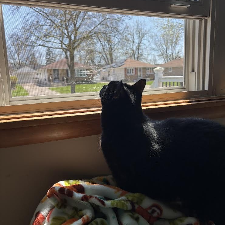 Enlarge Claudia, a ADOPTABLE Domestic Short Hair in Buffalo, NY image 6/6